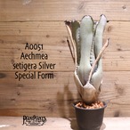 【送料無料】Aechmea setigera Silver Special Form〔エクメア〕現品発送A0051
