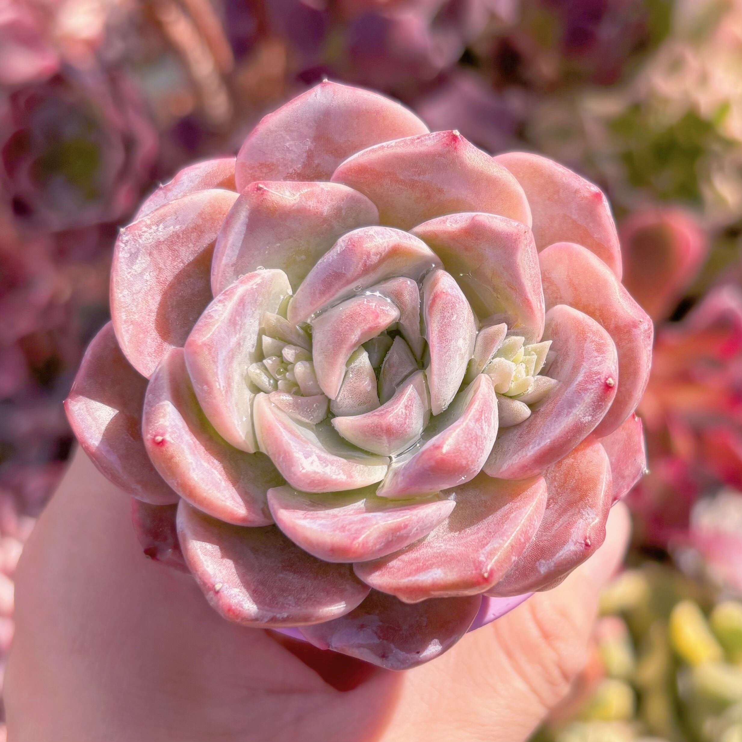 多肉植物　E. hyalina x E. laui　新入荷　るる農園