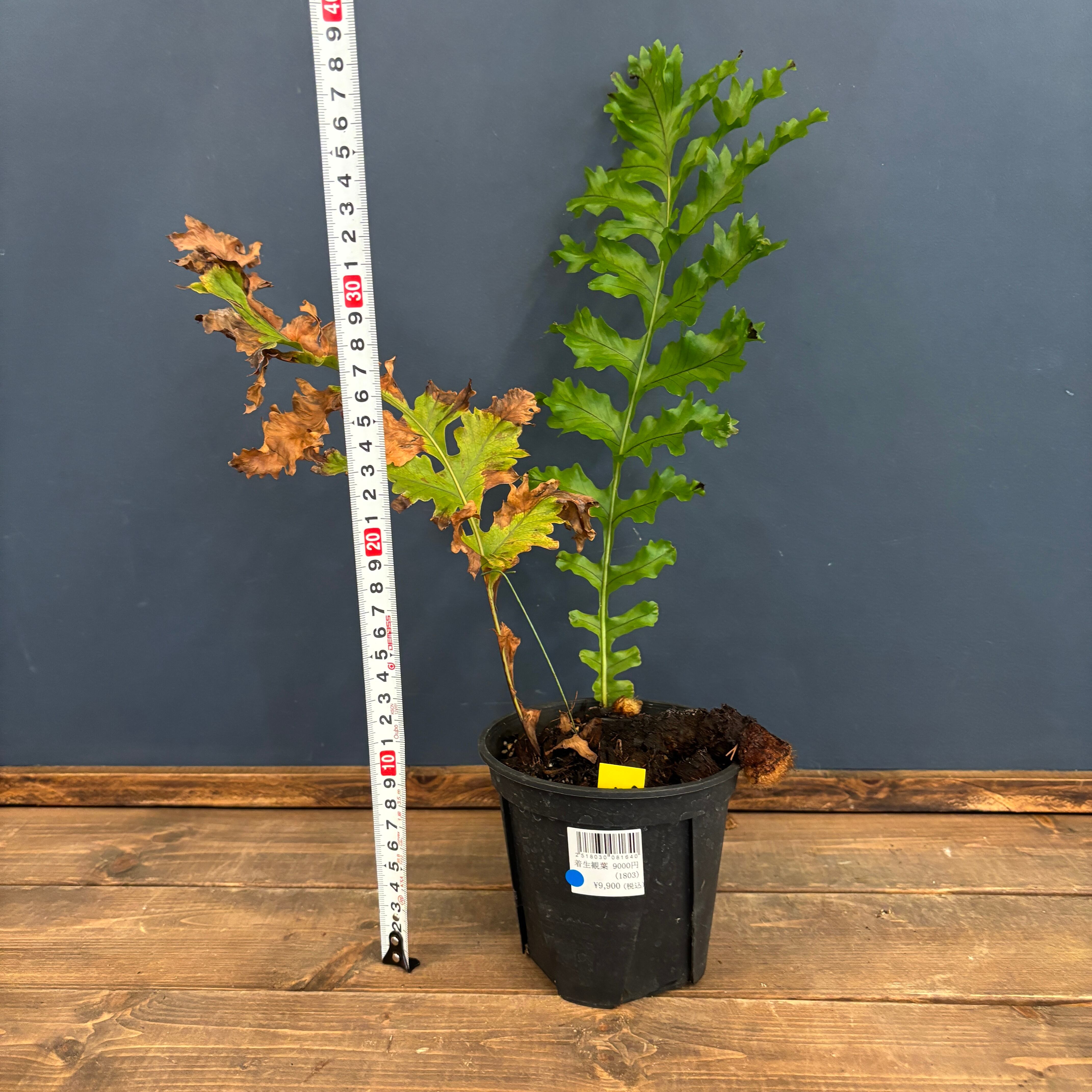 アグラオモルファ メイエニアナ クレステッド【71】 | PROTOLEAF