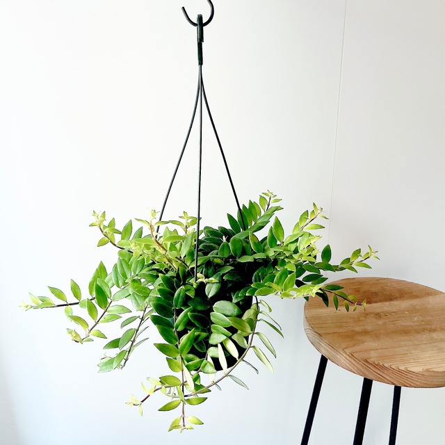 小さな葉が魅力✳︎エスキナンサス ボレロ ハンギング 観葉植物 calm cafe