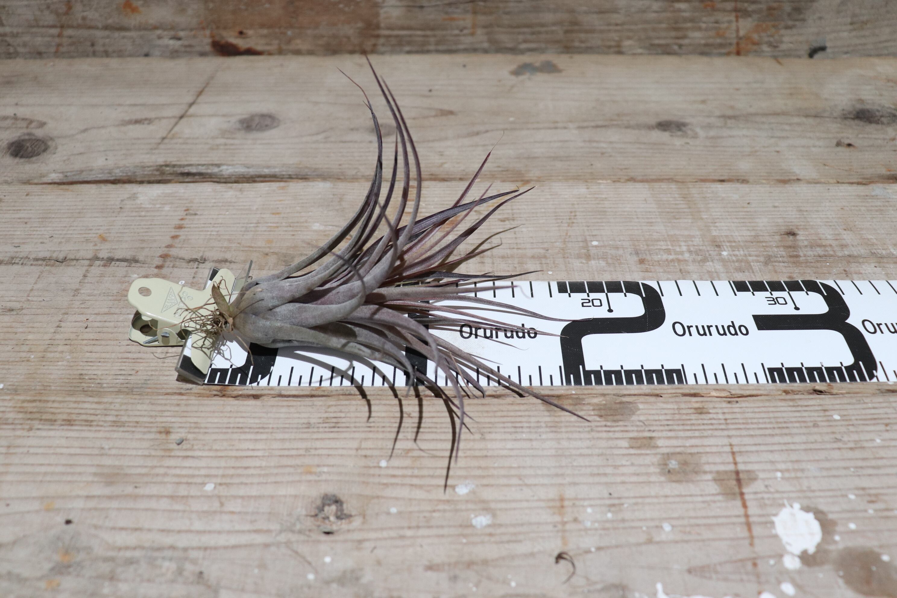 送料無料】カピタータ ルブラ〔エアプランツ〕現品発送T1003 | plane