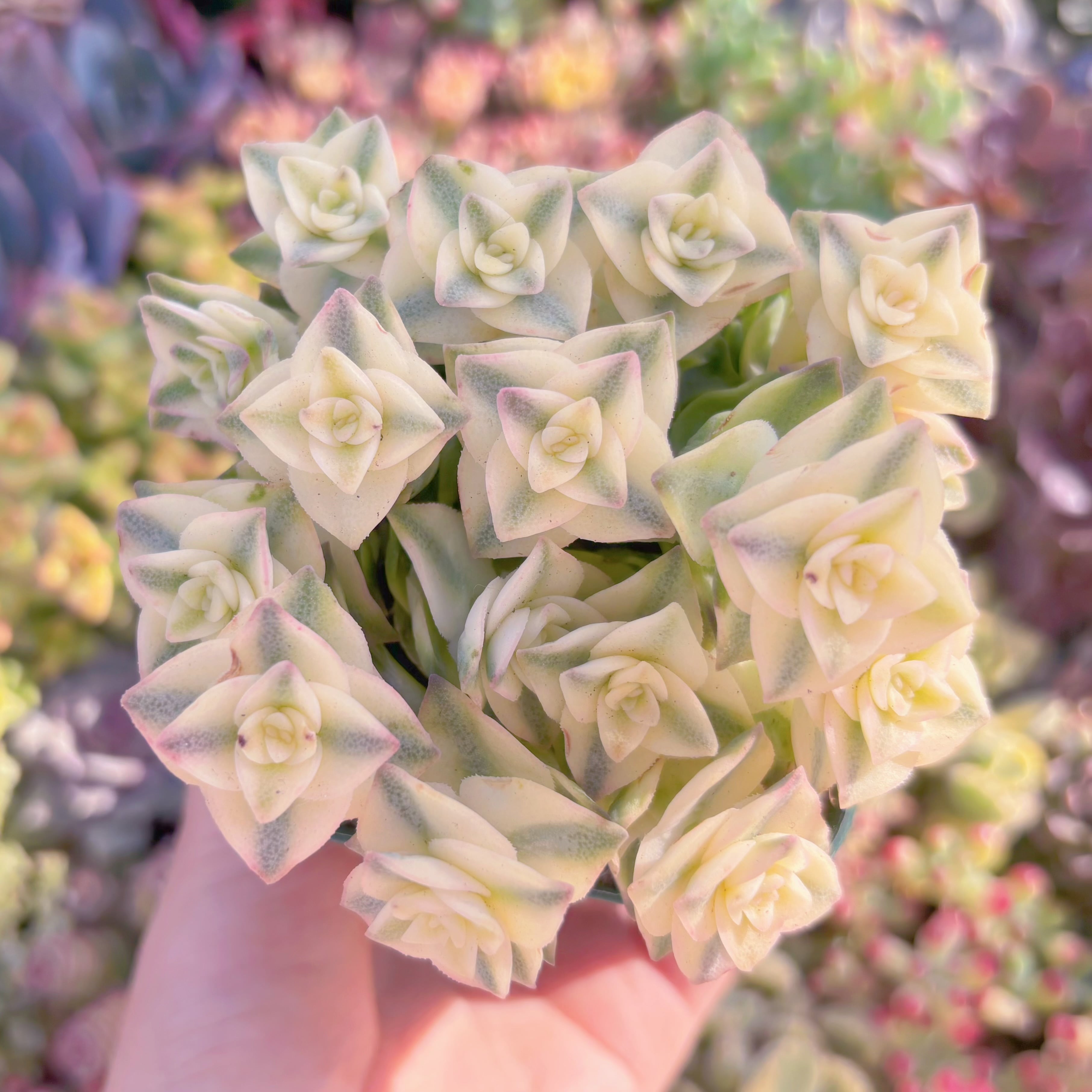 現品　十字星錦#246　るる農園