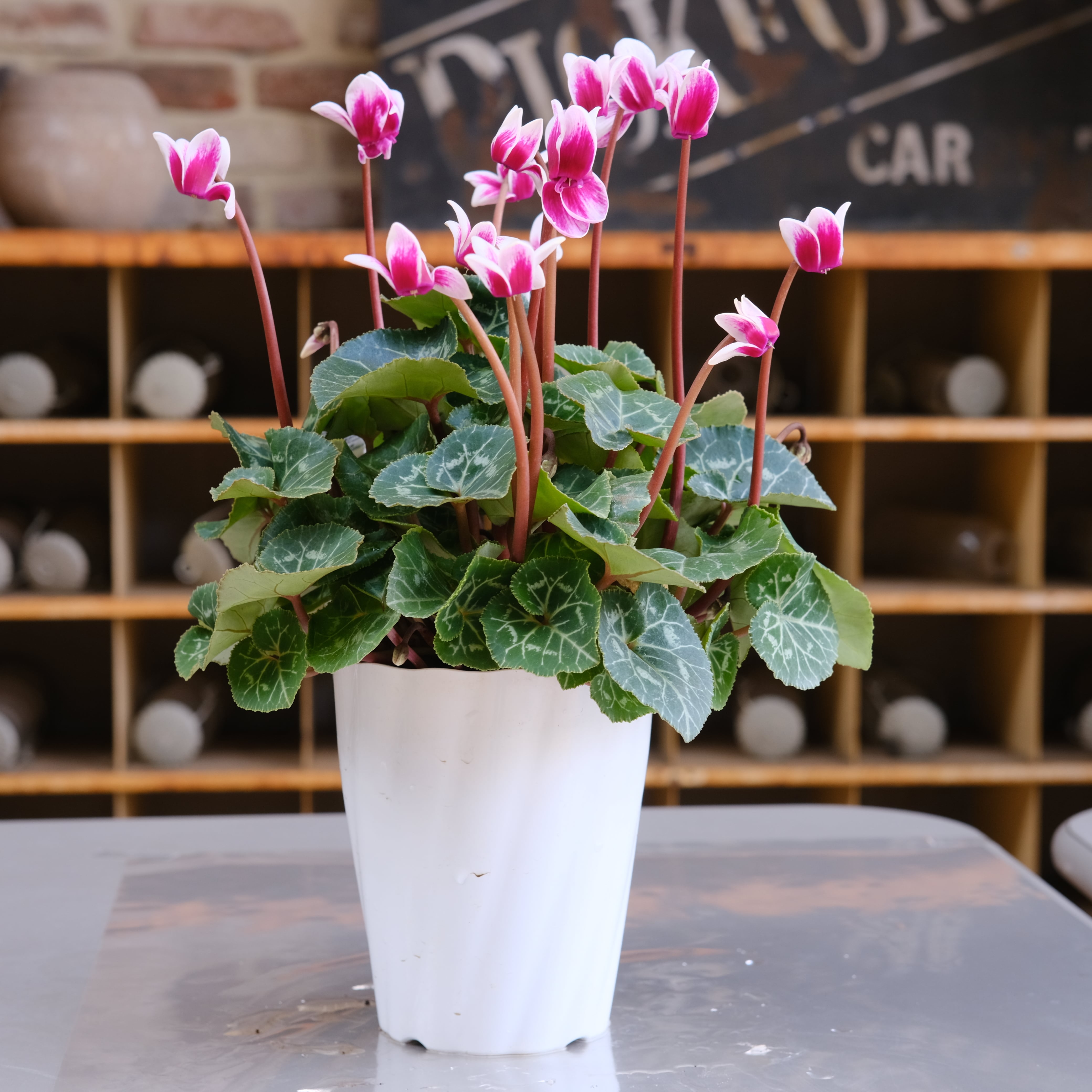 シクラメン チモシリーズ《 ピコティ 一重 》 | グリーンギャラリー