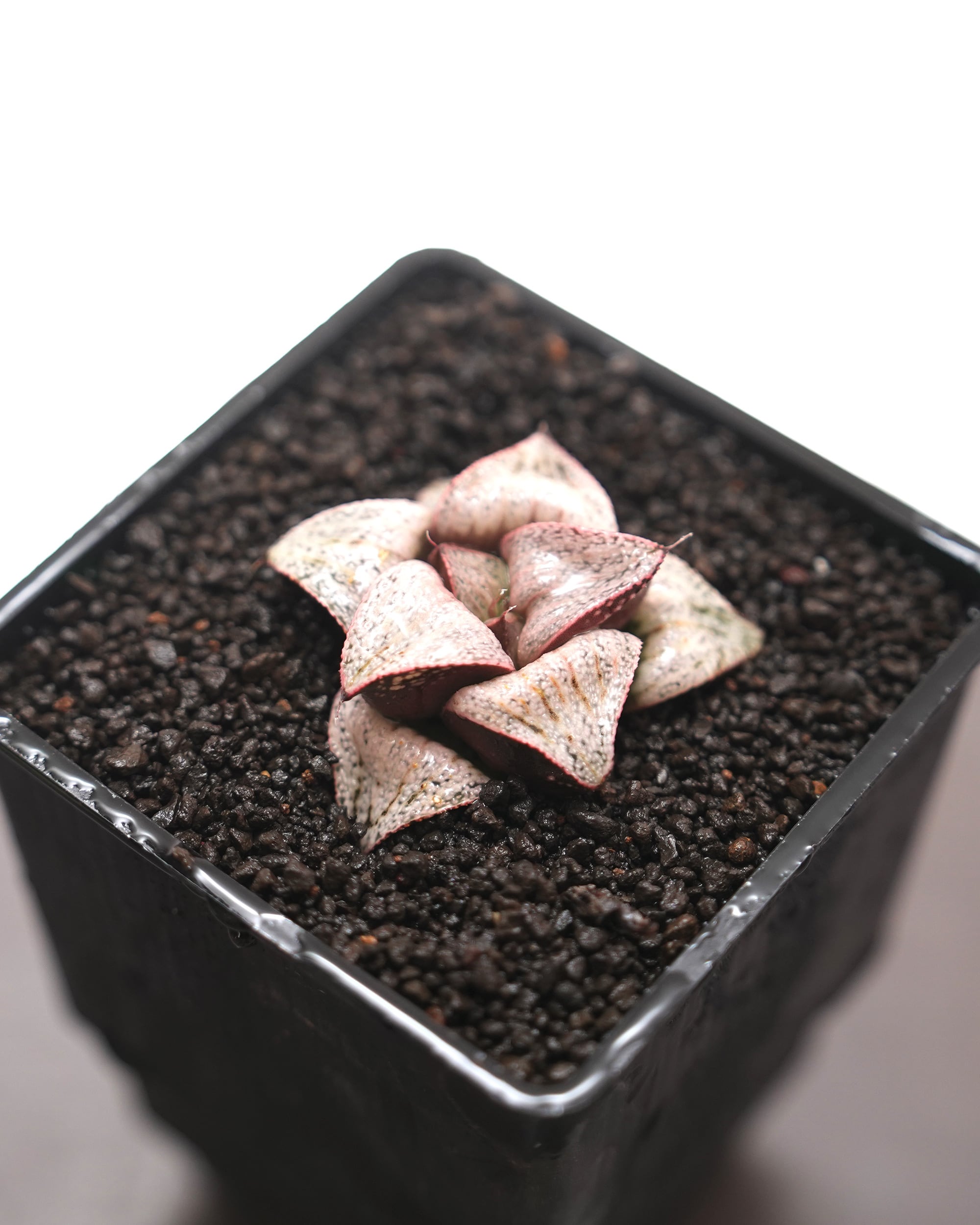 カット苗 ハオルチア 田島の春 Haworthia 'Tajimanoharu' | PUKUBOOK