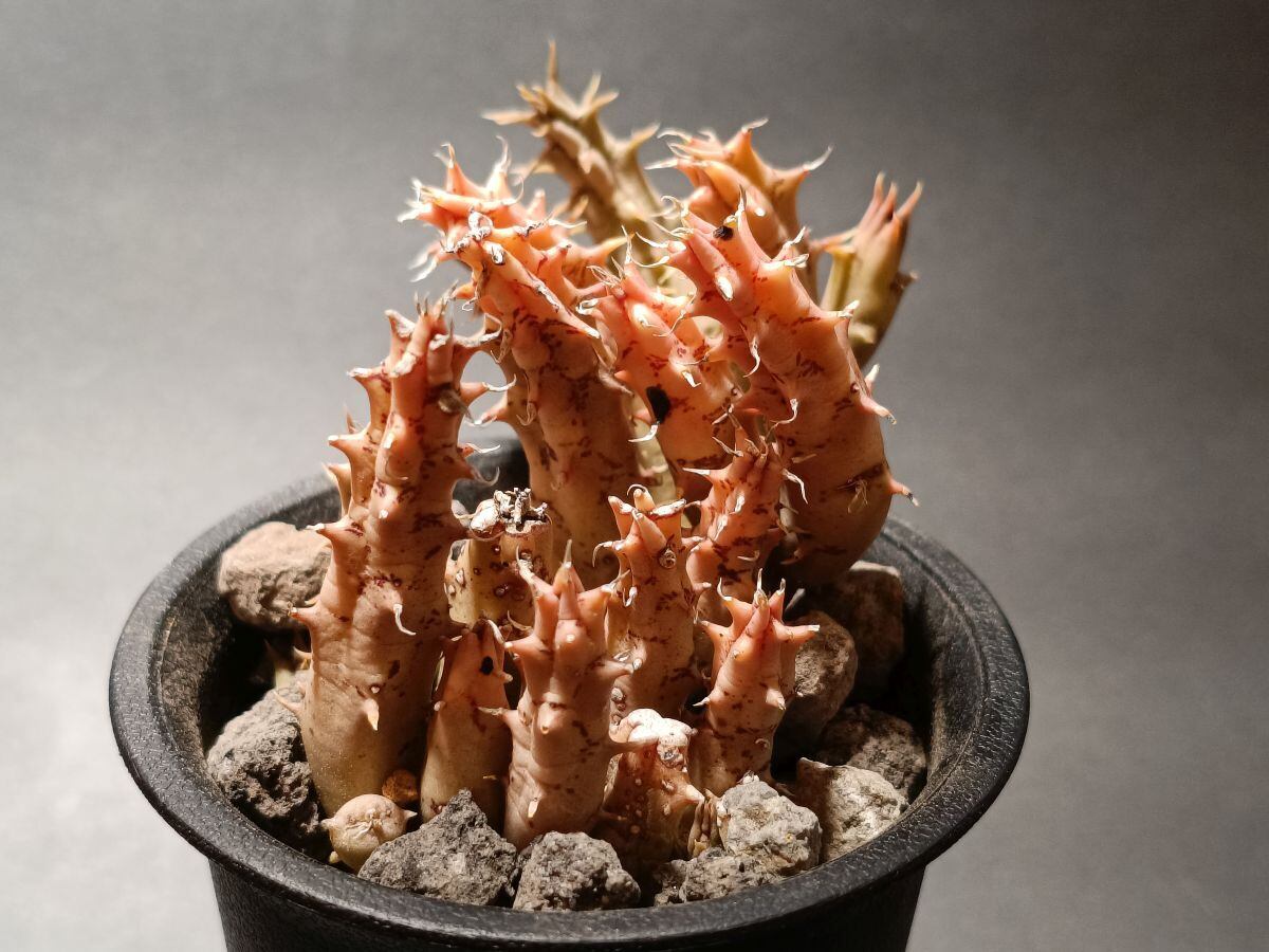 Huernia mccoyi Yemen TL Tom McCoy 2284 フェルニア マッコイ