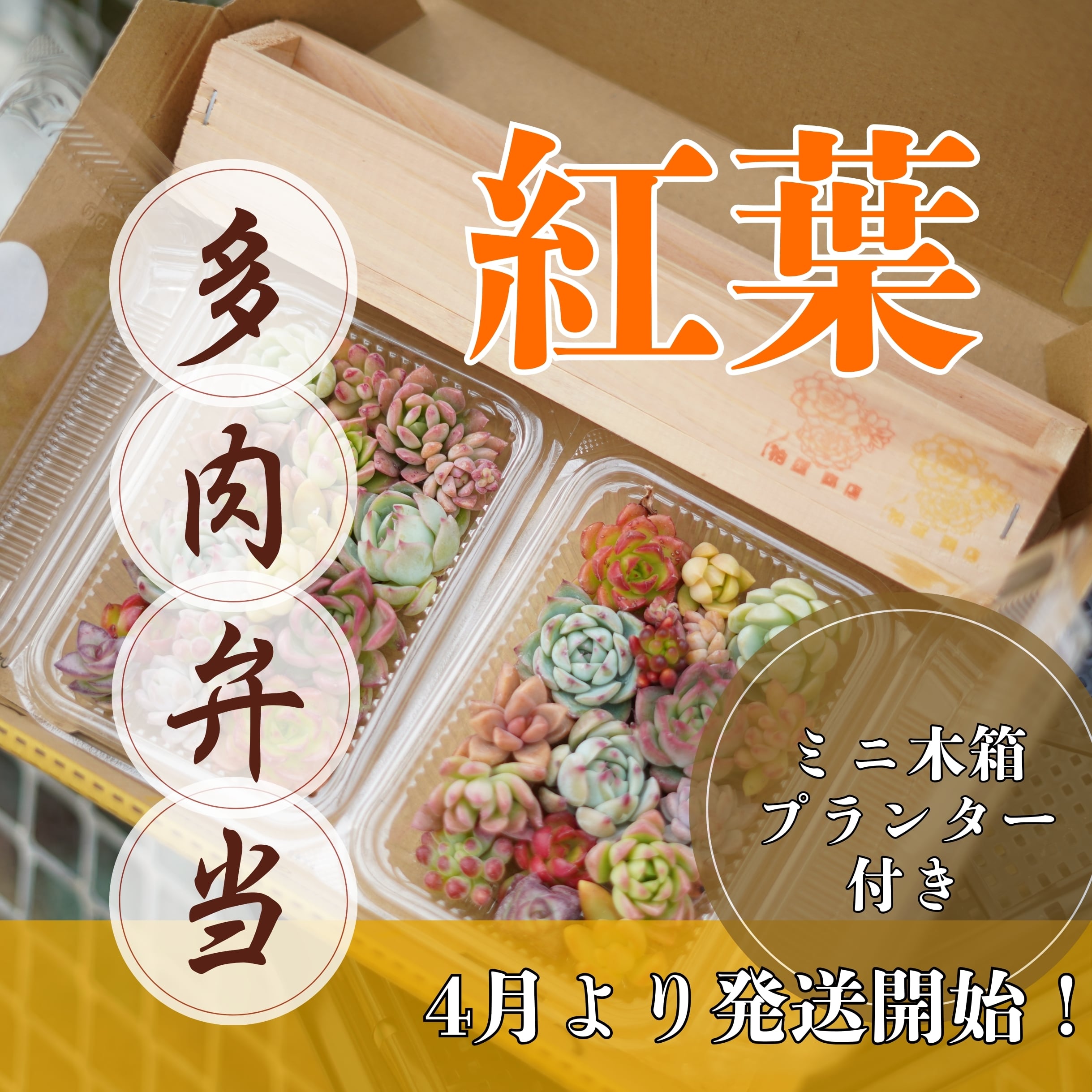 多肉植物 | 柏屋商店