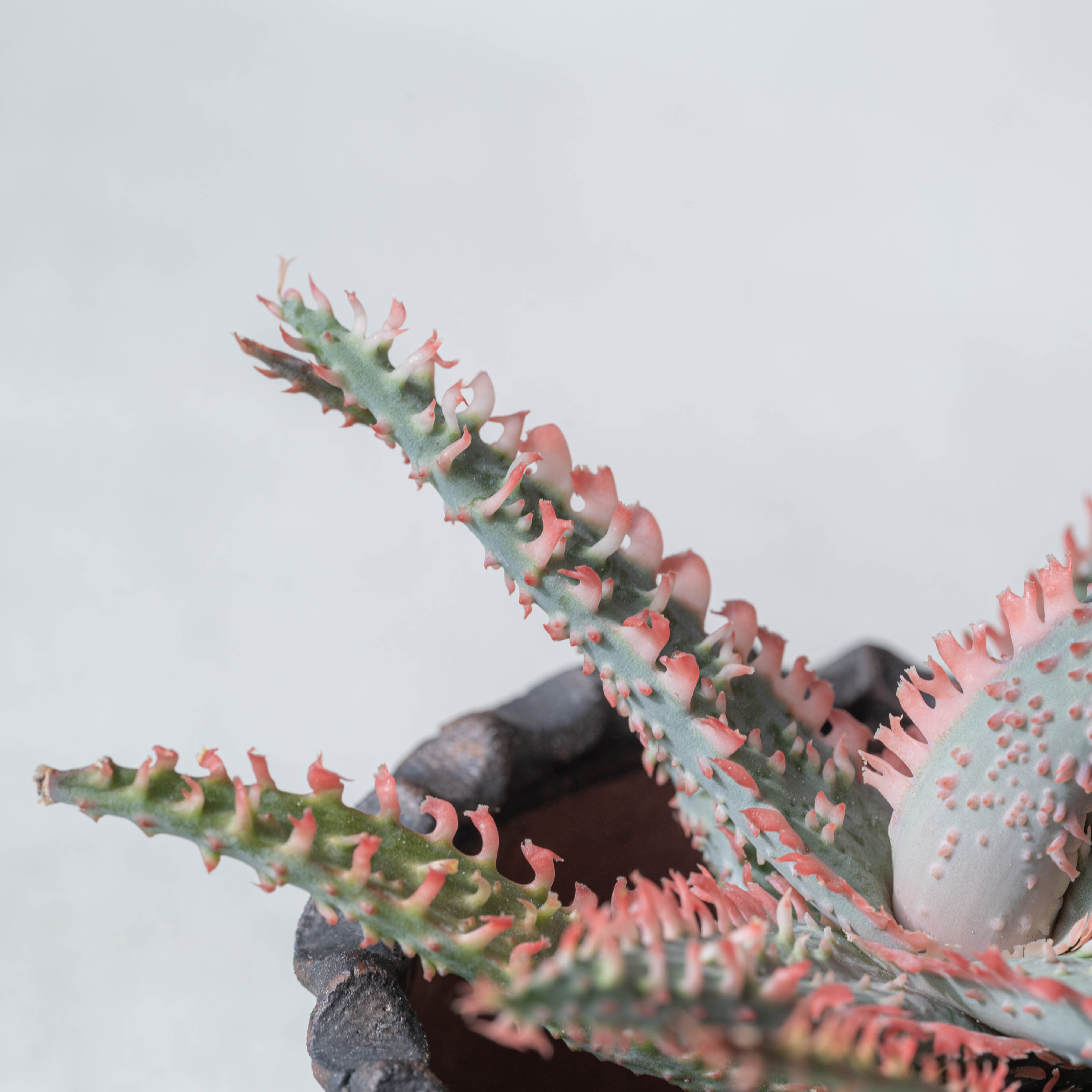 アロエ ハイブリッド -Aloe hybrid- No.1 | Agave Rocon