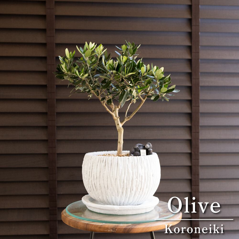 Olive オリーブの木 Koroneiki コロネイキ 7号 盆栽 オリーブ 陶器鉢 0705WH