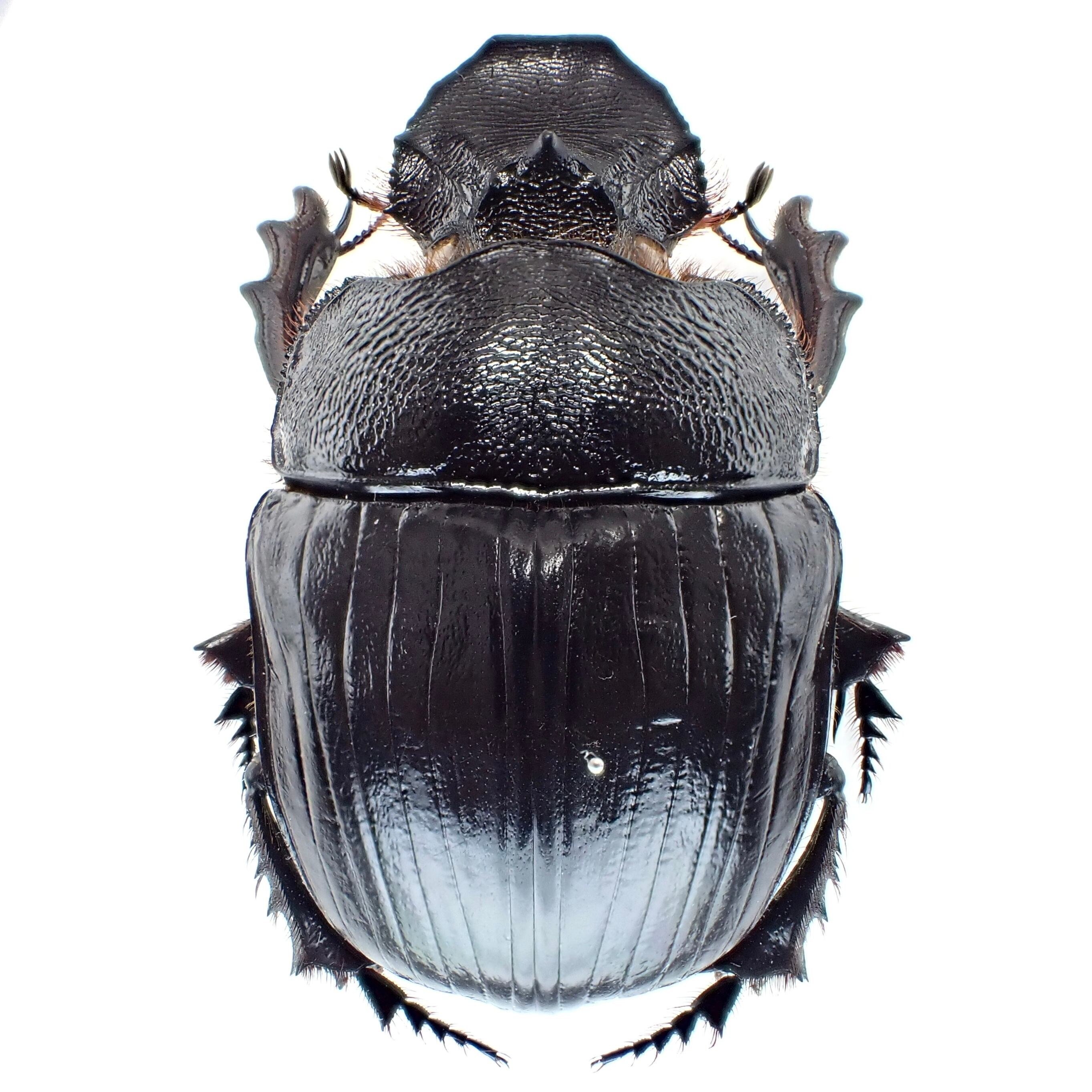 タイ産 Heliocopris dominus ♂♀ 63mm/63mm | 昆虫標本 Diggers & Rollers