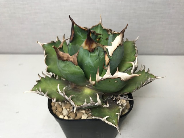 アガベ チタノタ レッドキャットウィーズル ’赤猫’