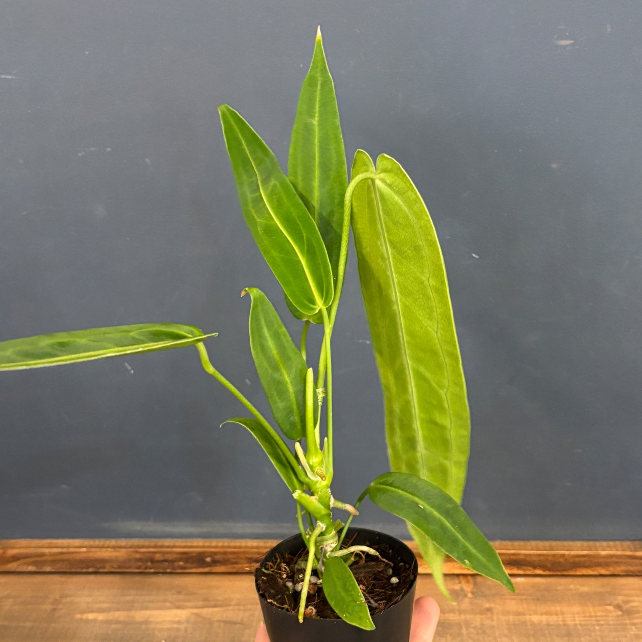 アンスリウム ワロクエアナム【790】