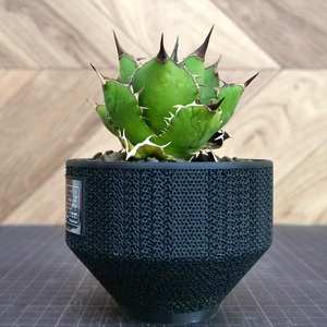 Agave Titanota FO-076  / 中株(3.5号鉢) / Lot.001