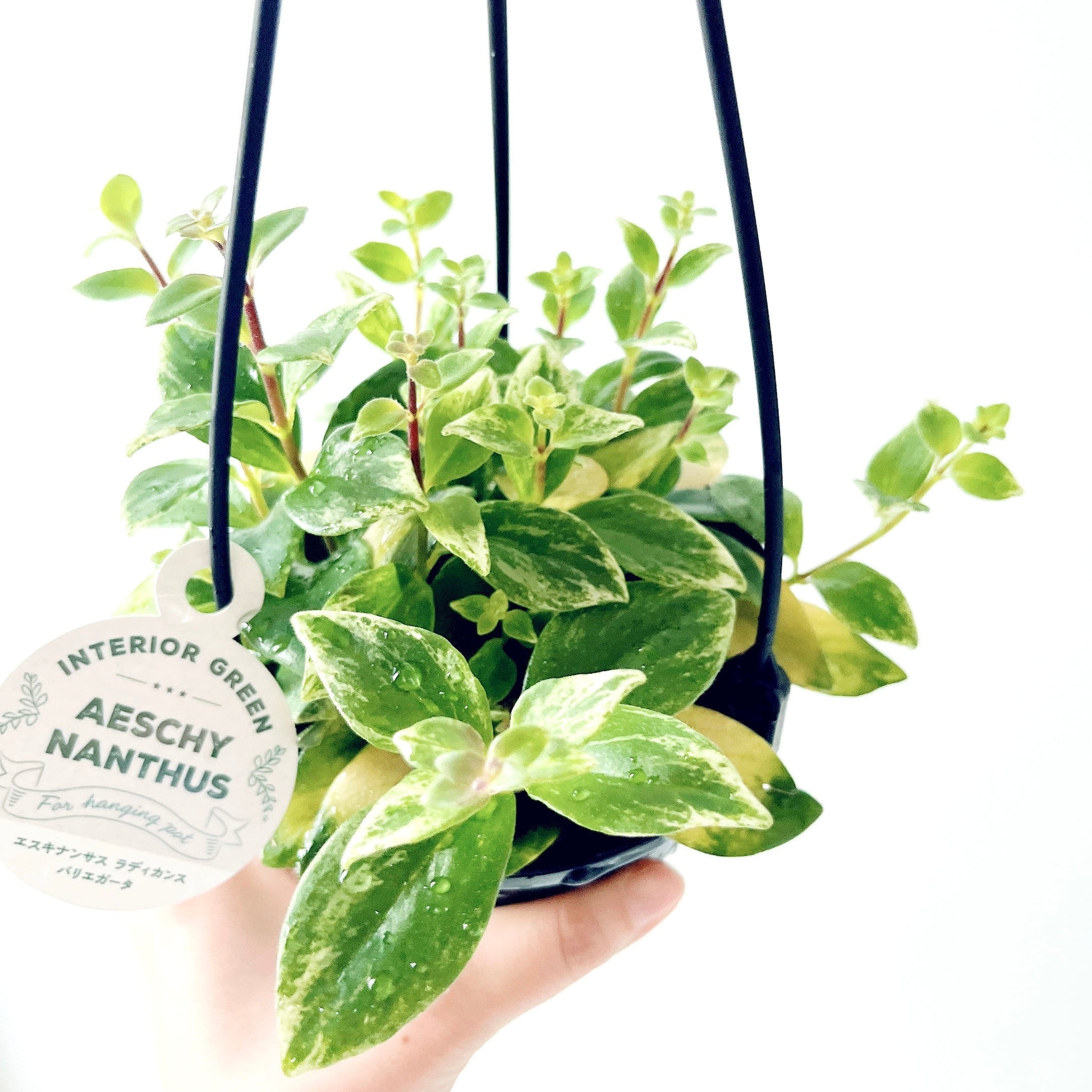 【特価】フペルジア 2点セット 希少シダ 観葉植物 calm cafe calm cafe☕️