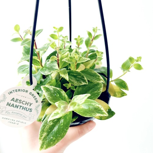 【現品】エスキナンサス ラディカンス 斑入り｜希少な美斑入りハンギング