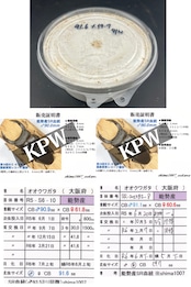 《オオクワガタ 能勢SR血統 種親91.6mm×59.7mm 幼虫1頭》冴えない茸の育てかた氏委託個体