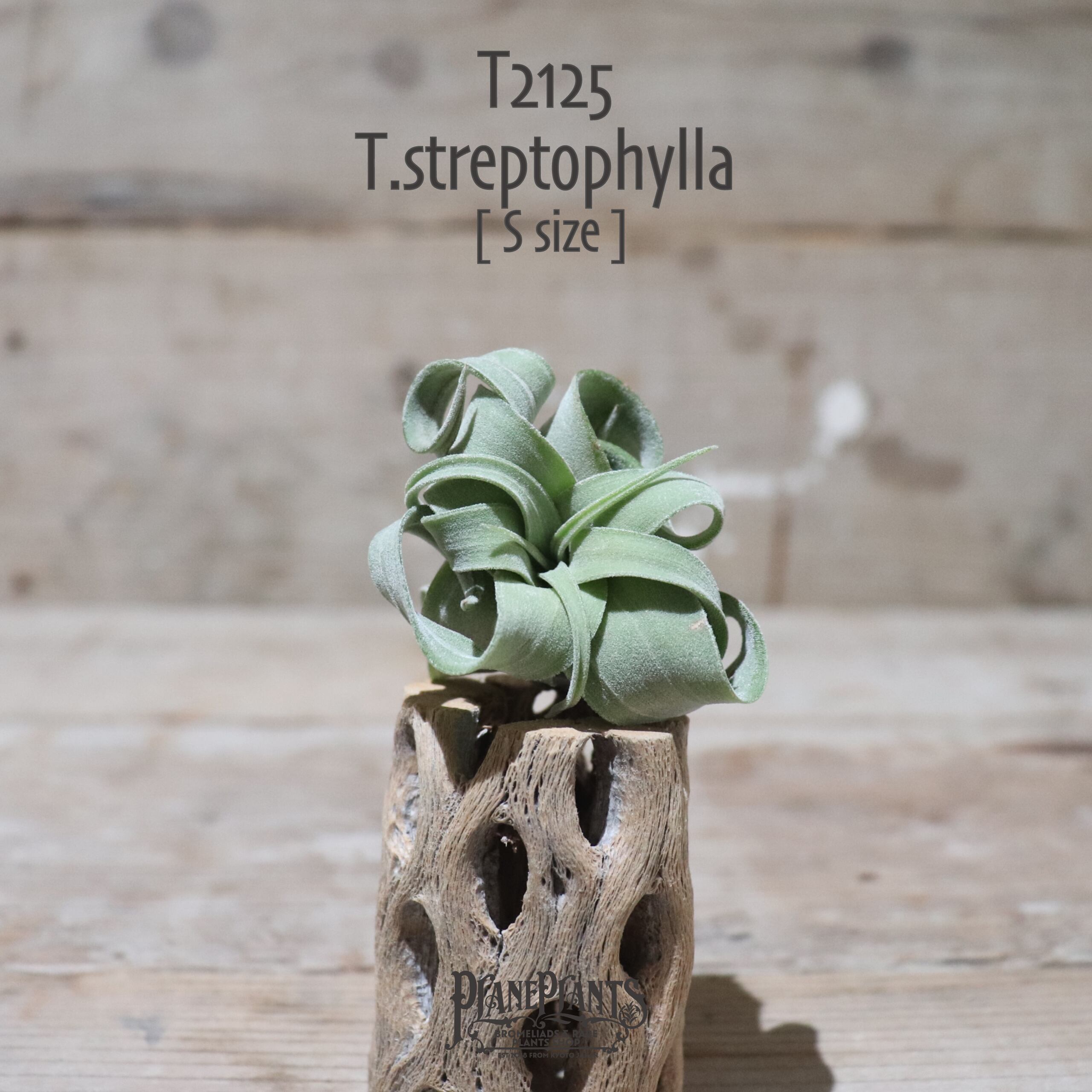 【送料無料】ストレプトフィラ S〔エアプランツ〕現品発送T2125