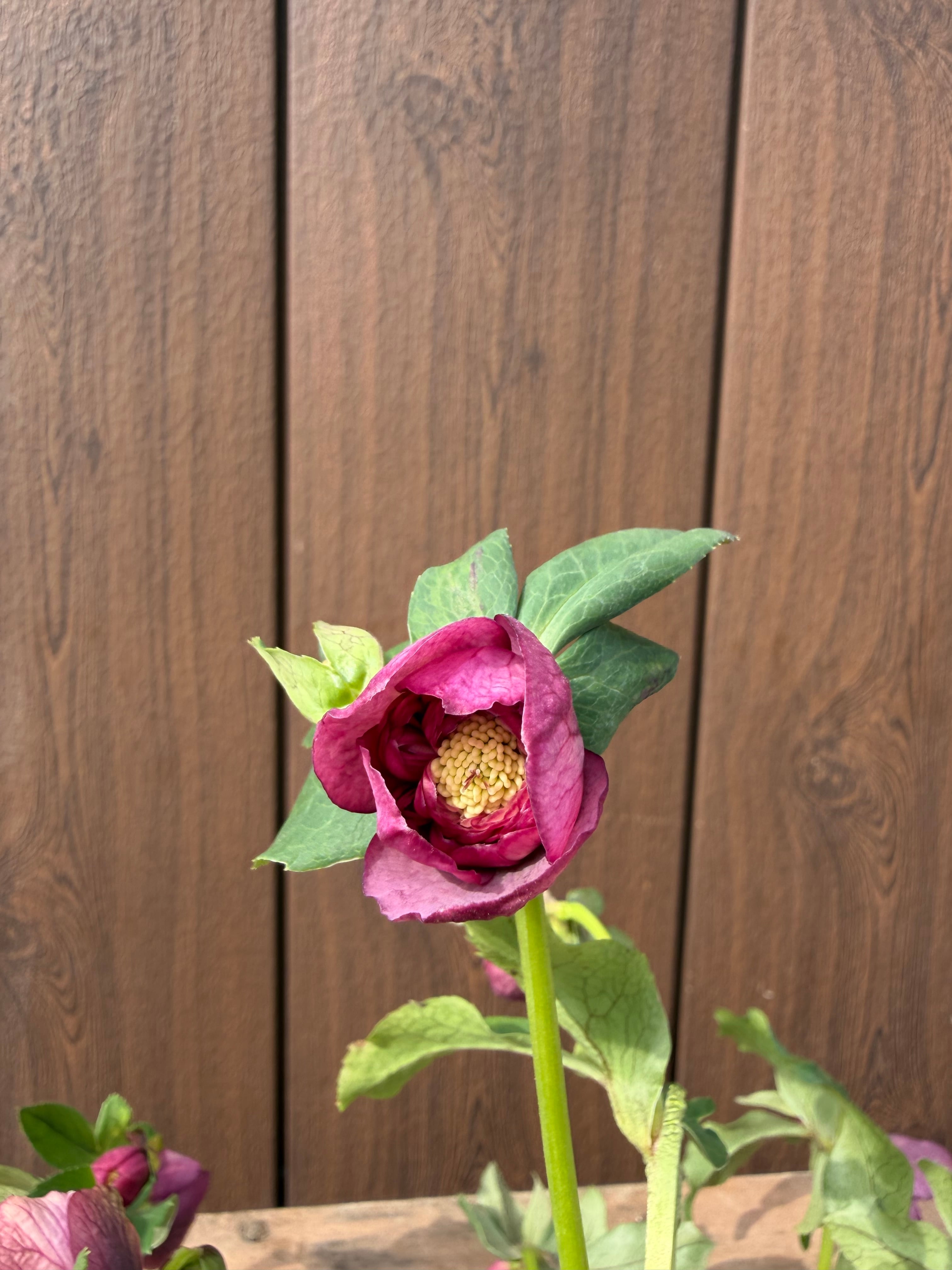 ピンクアフロディーテ 加藤農園 クリスマスローズ【Ka15】送料無料