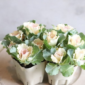 ハボタンセッションベビーチュール　お正月　寄せ植え　縁起のいいもの　可愛いハボタン