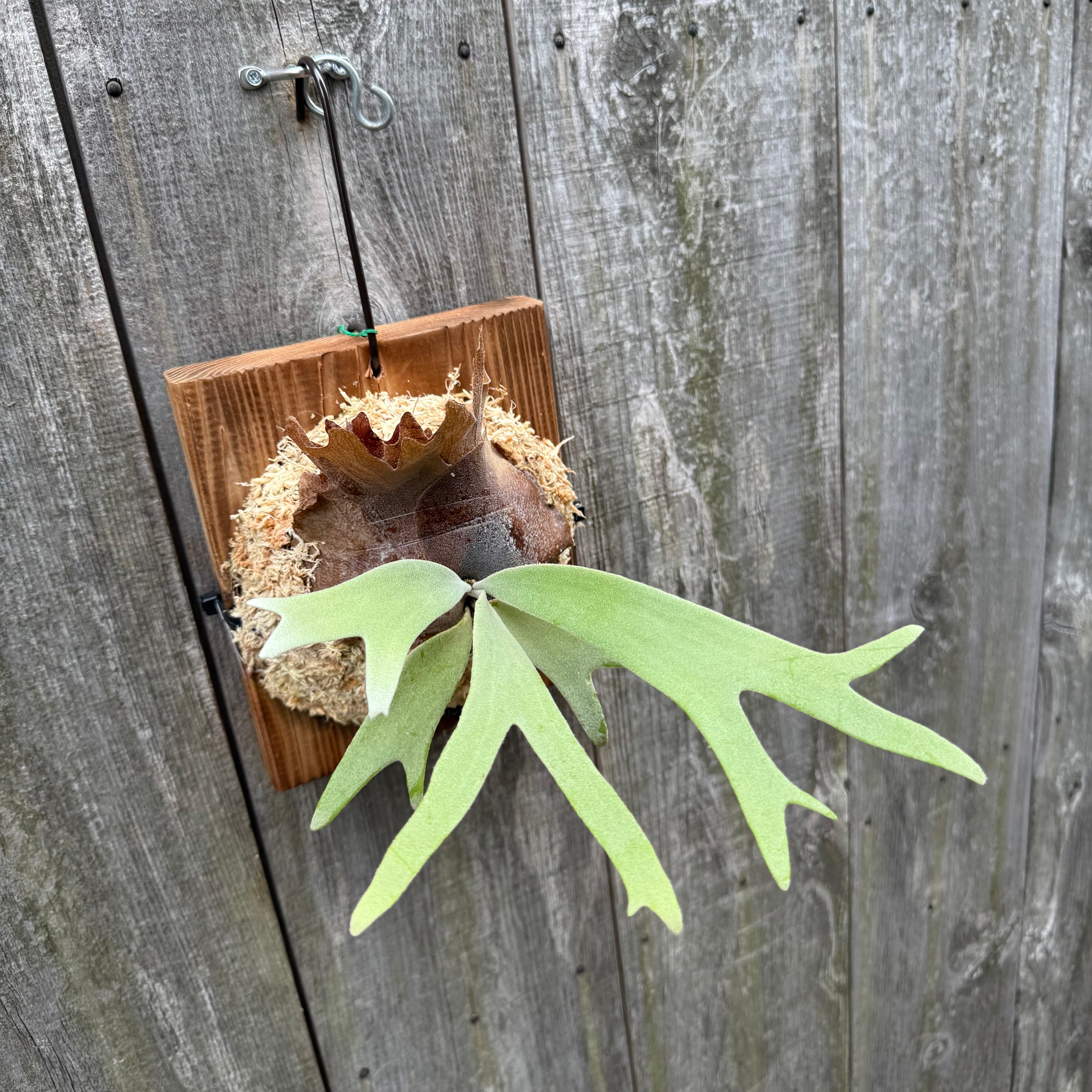 P. willinckii YAL (Mix Sporeling) | naturefix