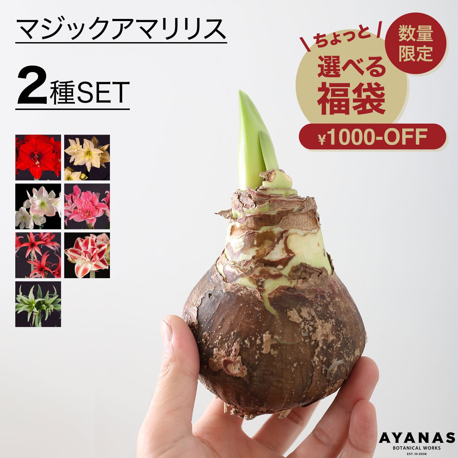 水も土もいらない、マジックアマリリスの球根 | AYANAS（アヤナス