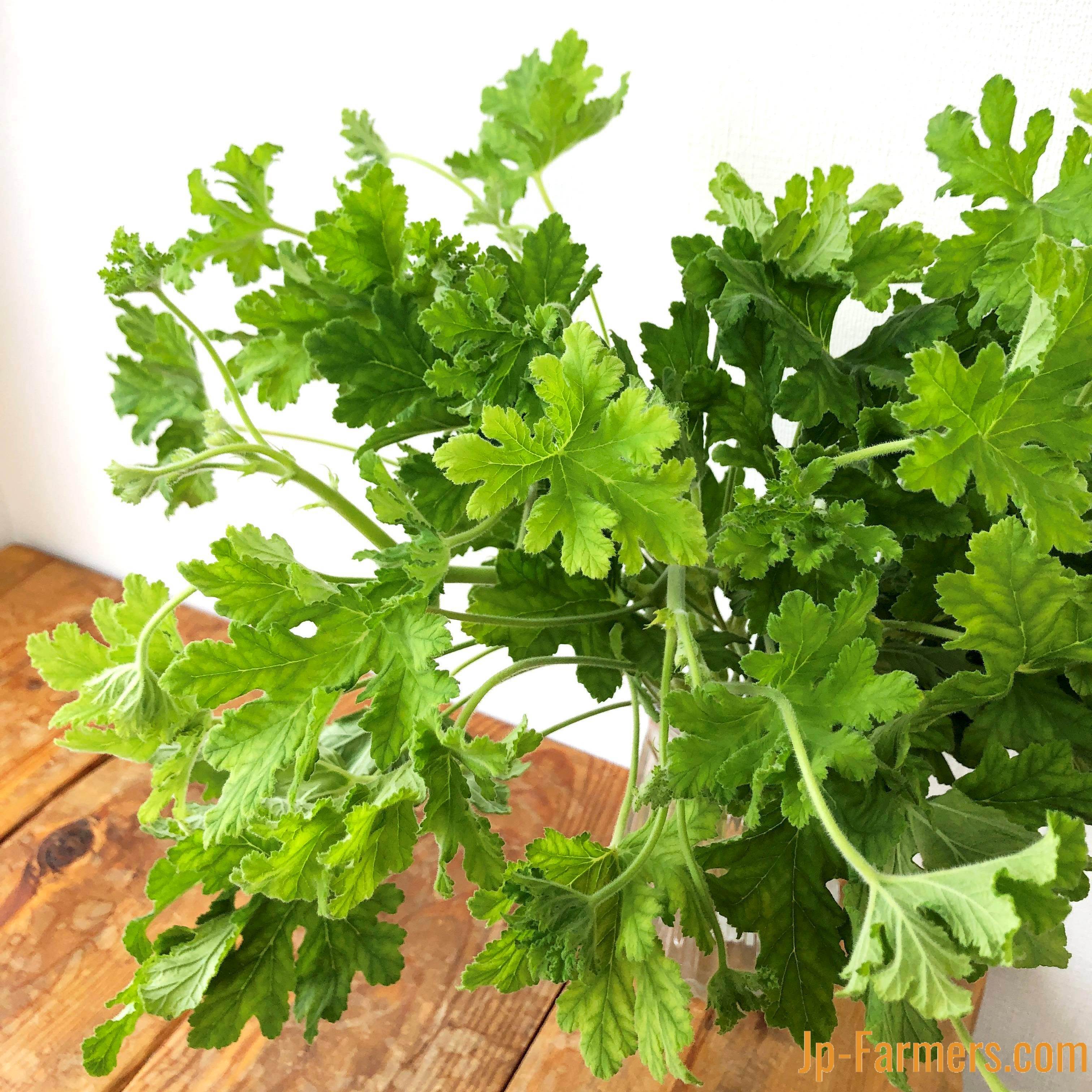 その他 | 新鮮お花問屋 Jp-Farmers.com