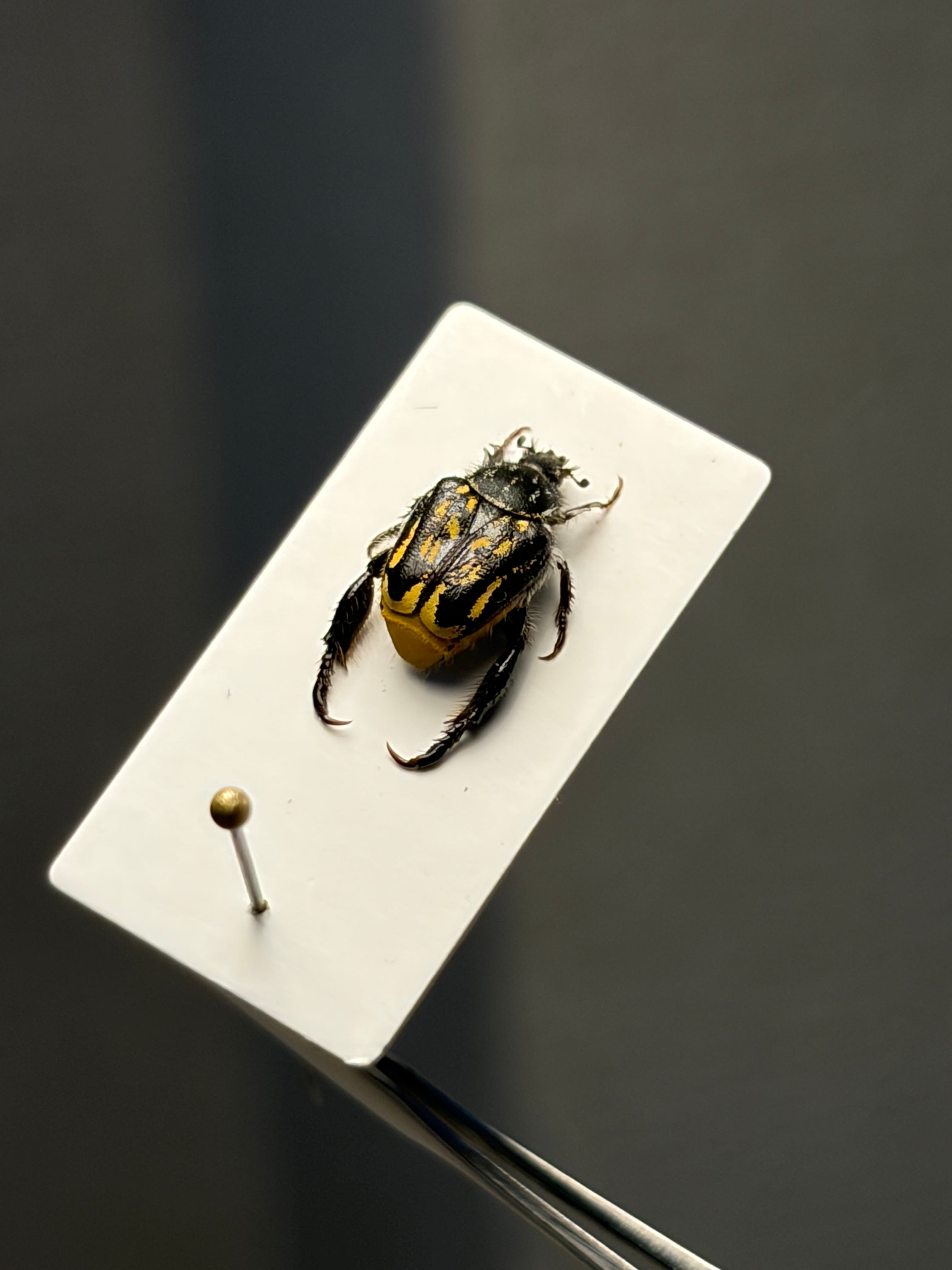 8mm】黄色の点模様が美麗な南アフリカのアシナガコガネ 標本 プラチナ