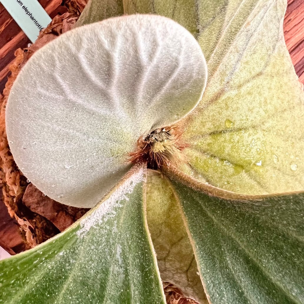 ビカクシダ エレファントティス 中株 板付 【観葉植物 壁掛け コウモリ