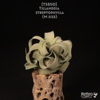 【送料無料】streptophylla M〔エアプランツ〕現品発送T3850