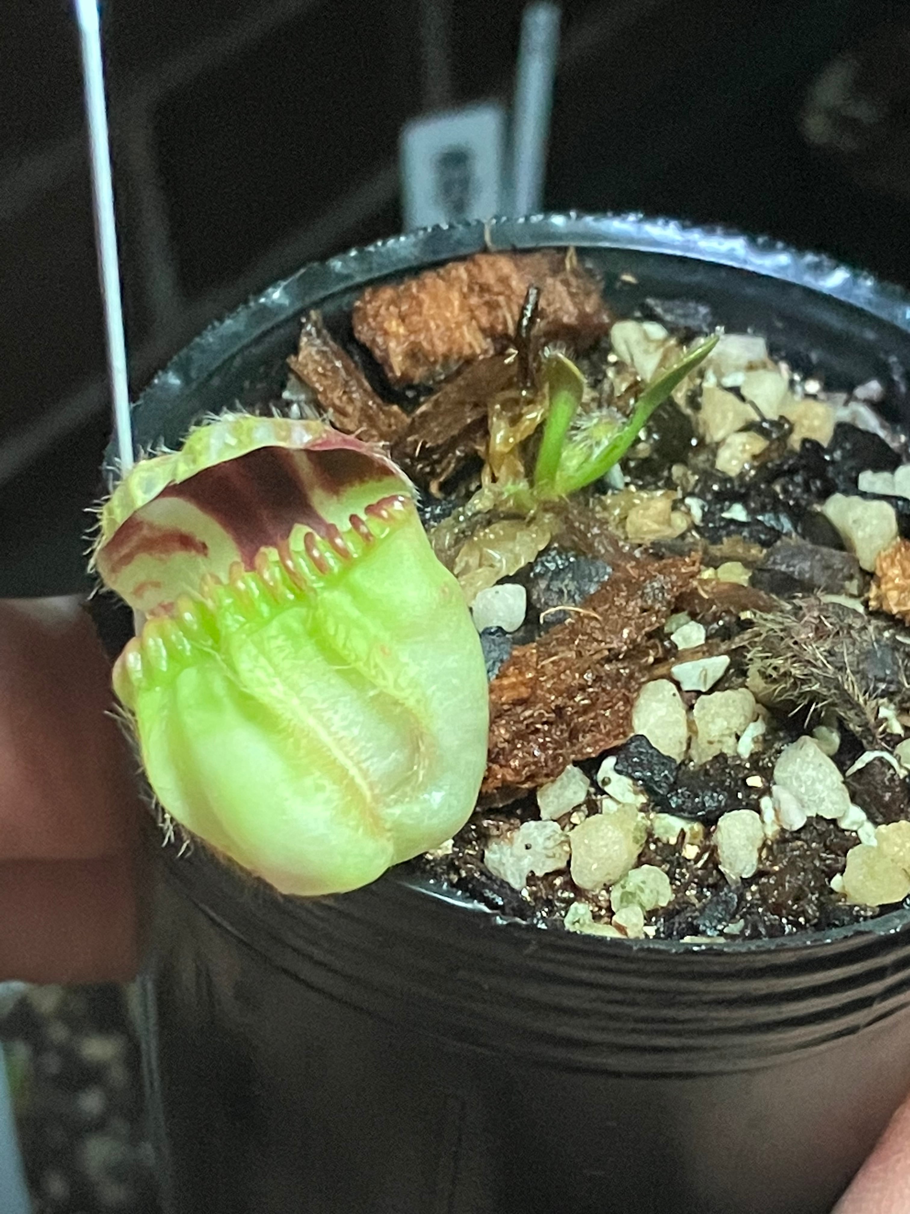 Cephalotus Big Mouth CZP 葉挿し2株 Cephalotus Big Mouth CZP 葉挿し2株 【多肉植物