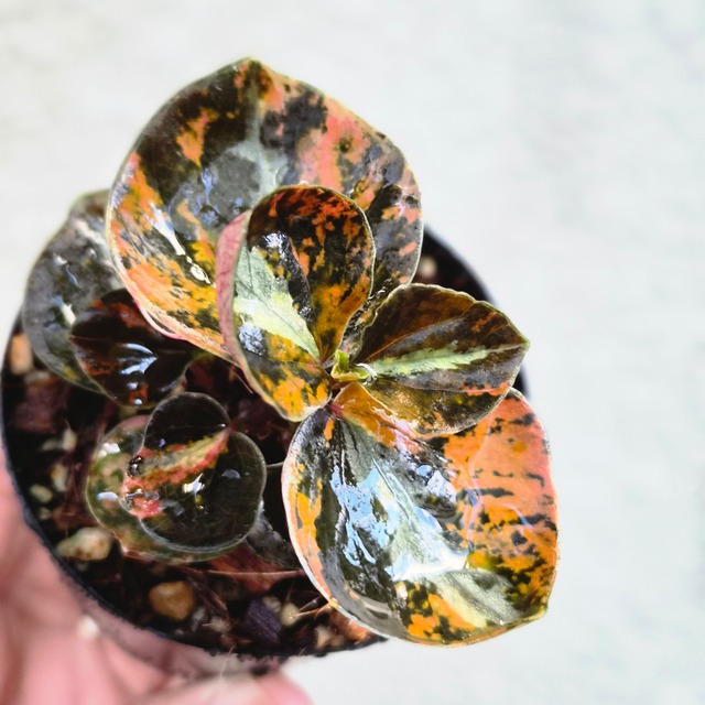 ①《Peperomia Metalica Orange Variegated》ペペロミア メタリカ オレンジ斑　観葉植物 ／ポット発送