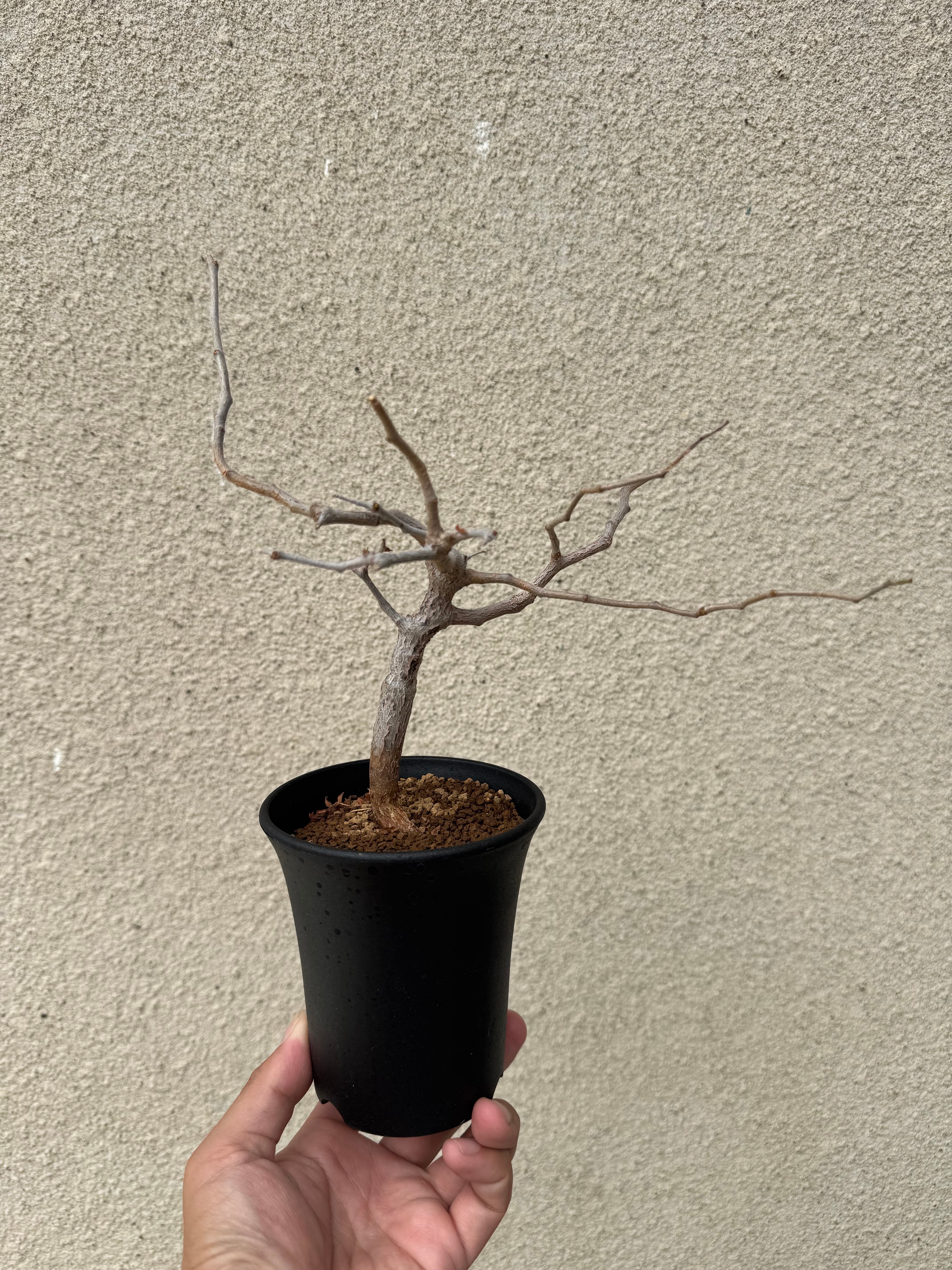 塊根植物 -caudex- | 青坊主-aobouzu-