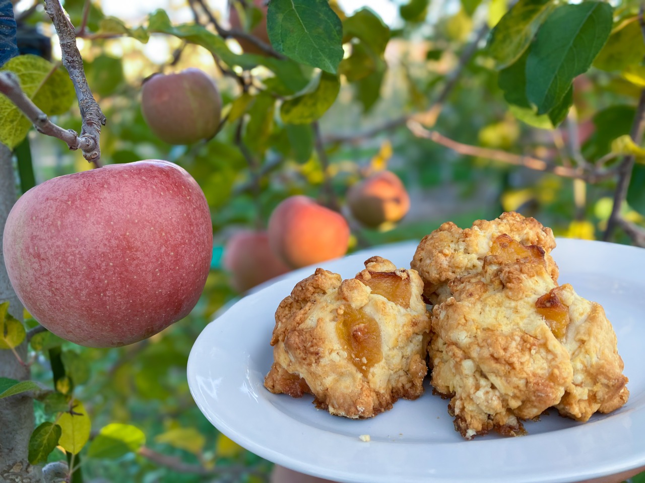 【12月発送分★12個セット】４つの味が楽しめるスコーン12個セット
