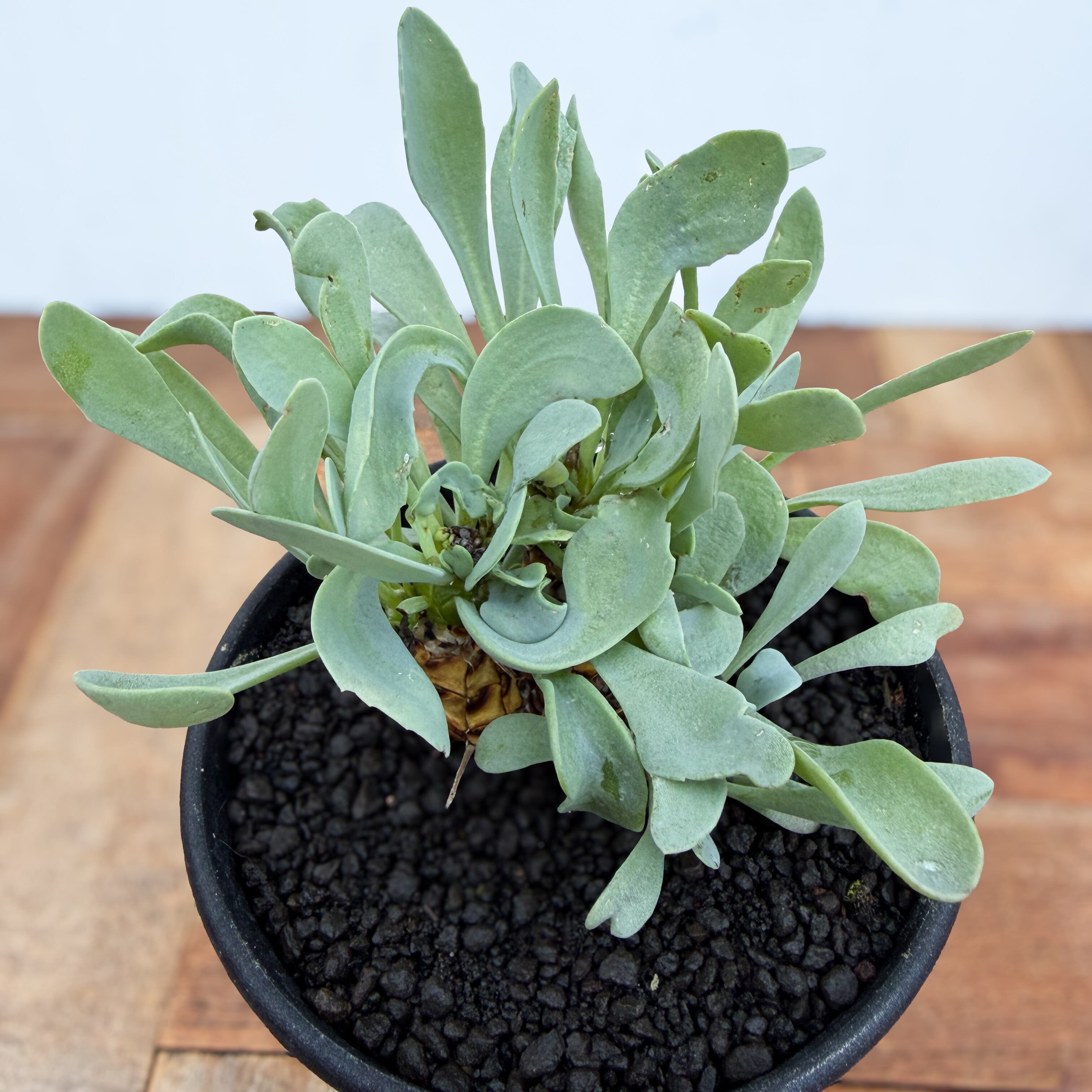 美株 オトンナ レピドカウリス 発根済 オトンナ レピドカウリス 発根済 【公式通販】