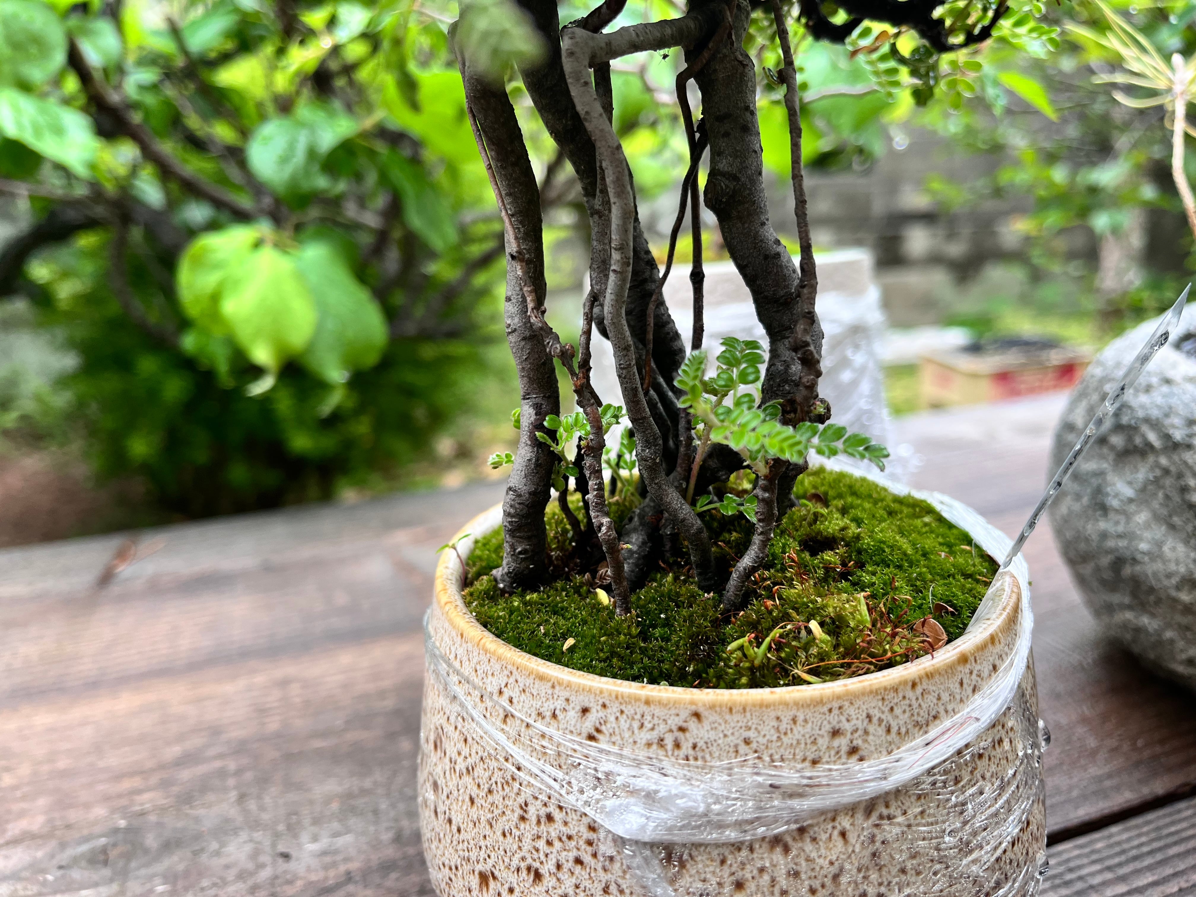 小品盆栽　磯山椒 盆栽 磯山椒 #盆栽 #bonsai #บอนไซ #小品盆栽 #盆栽作り #緑大好き