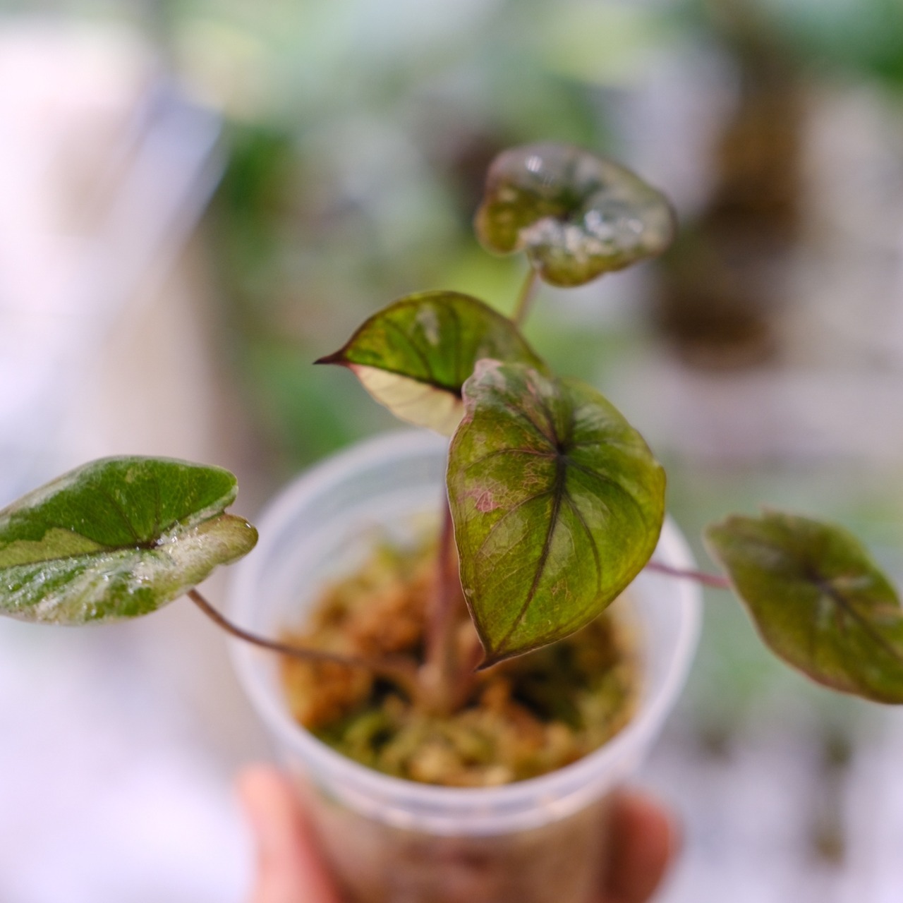 アロカシア ピンク セレンディピティ③ / Alocasia Pink Serendipity / 観葉植物<育て方・花言葉>