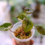 アロカシア ピンク セレンディピティ③ / Alocasia Pink Serendipity / 観葉植物<育て方・花言葉>