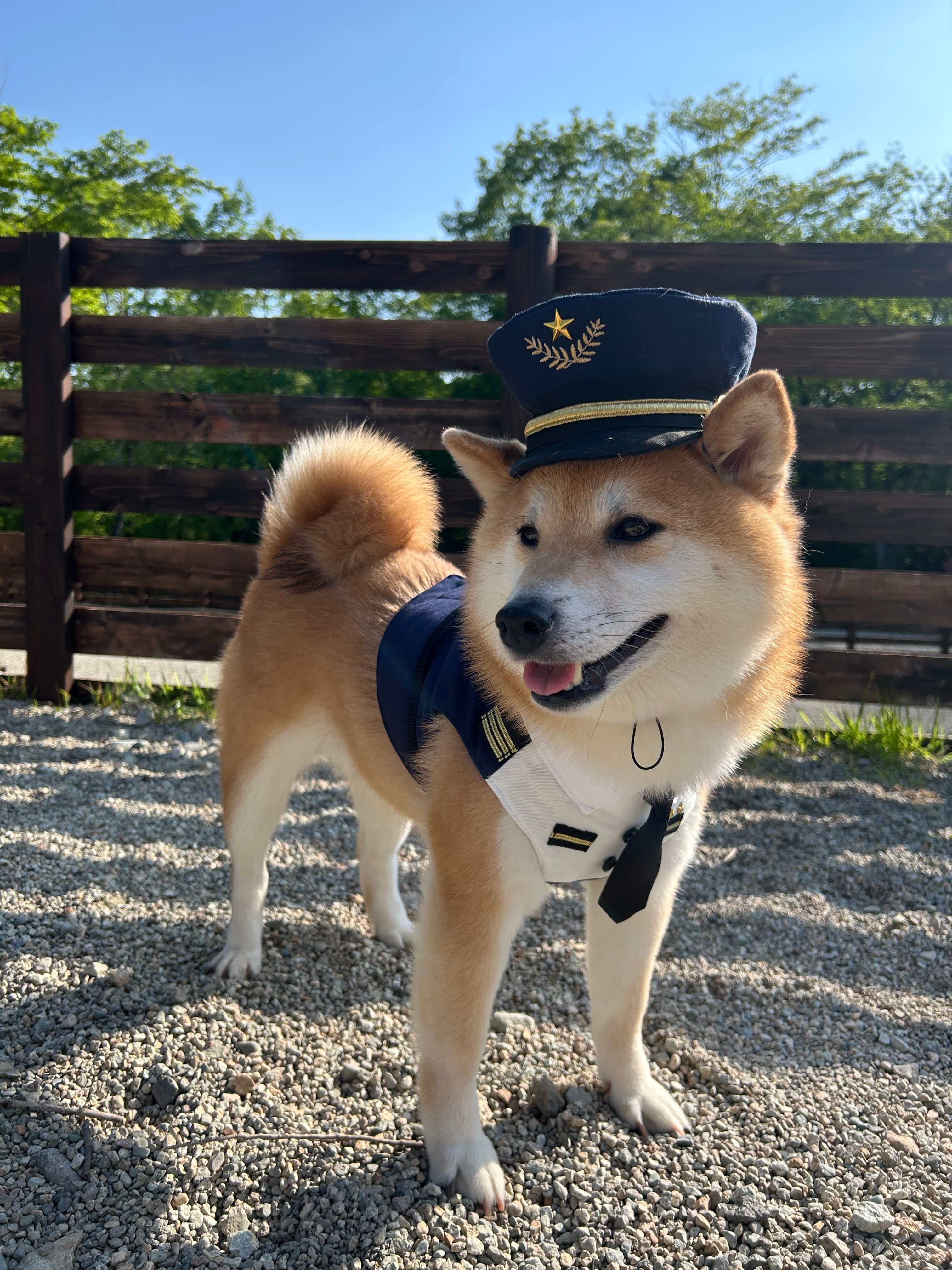 ペット用 POLICE HATS
