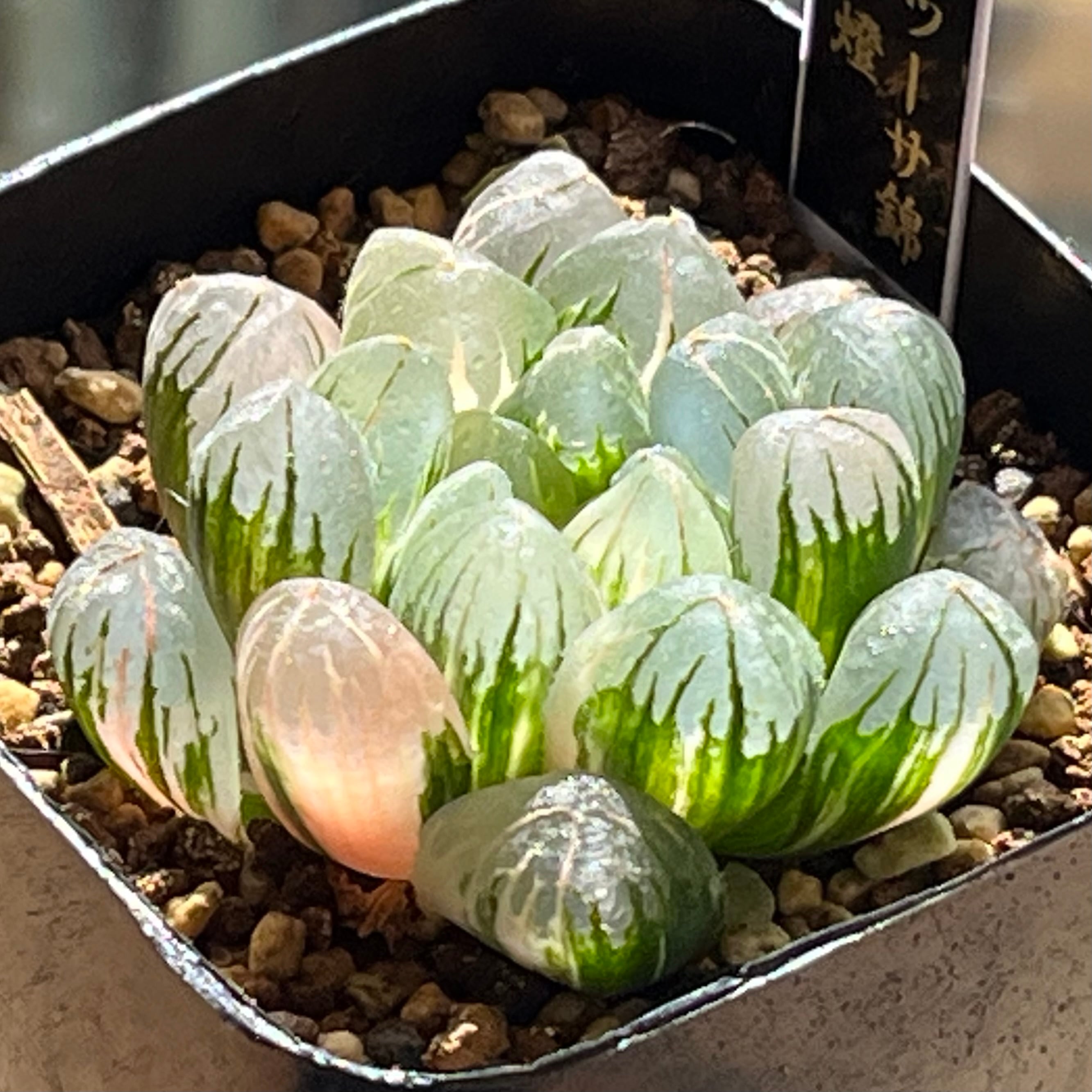 オブツーサ系 | mocono_plants