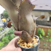 【希少なタンクブロメリアの交配種】ホヘンベルギア・エドムンドイ × ネオレゲリア・ムーレアナ / 観葉植物<育て方・花言葉>