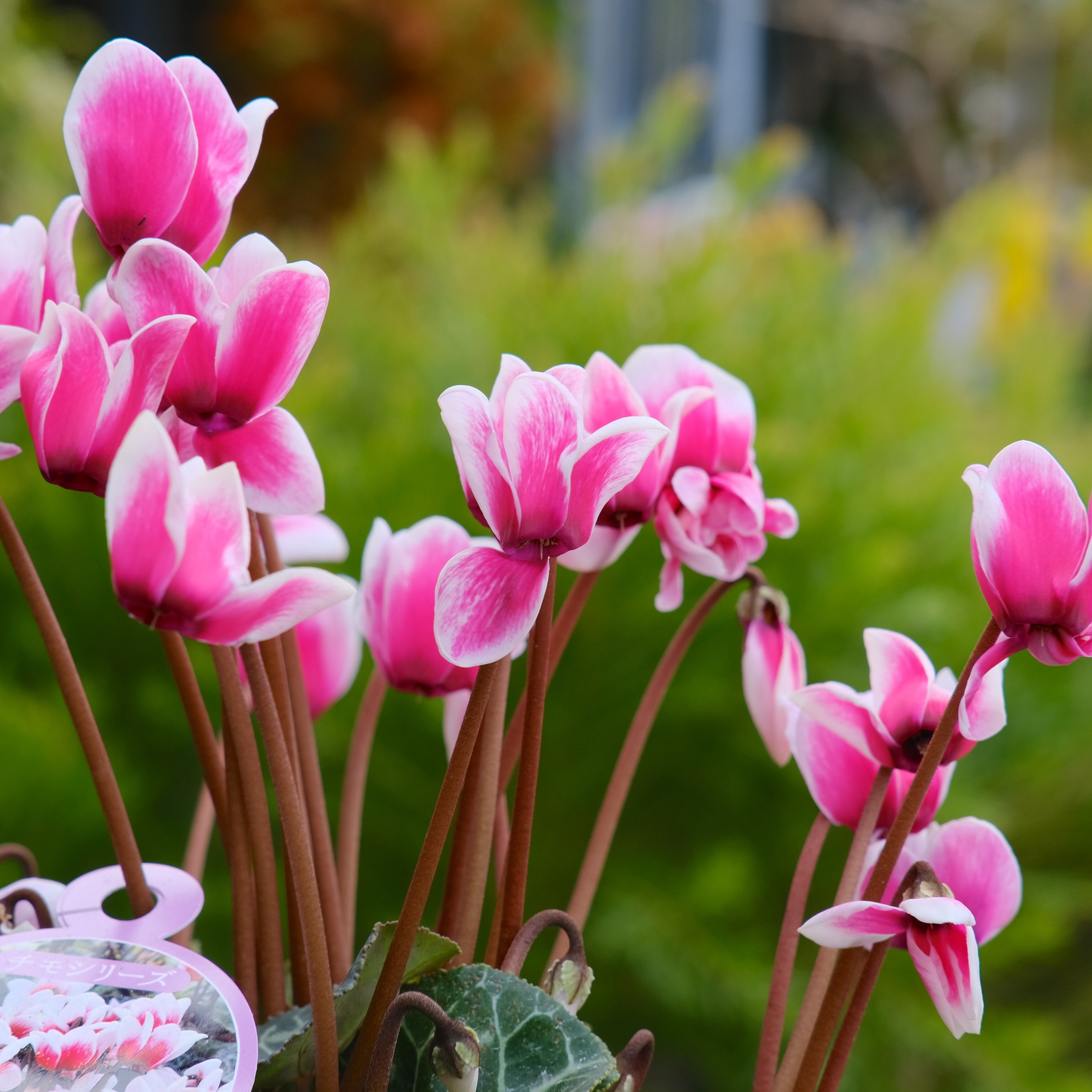 シクラメン チモシリーズ《 ピコティ 一重 》 | グリーンギャラリー