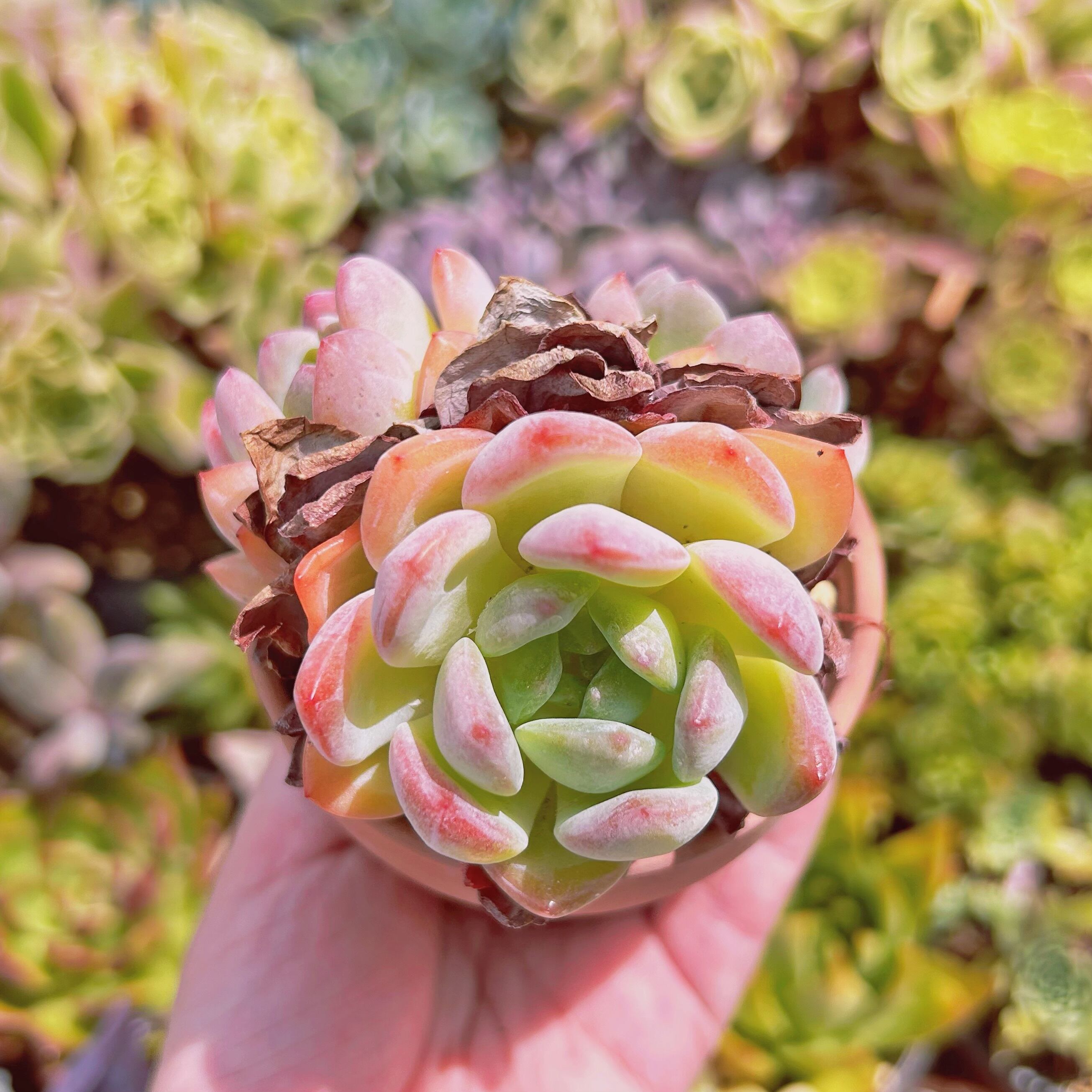 Top【選抜株】多肉植物　22585スターマーク錦　36個　鉢無し/脱土 現物 多肉植物 スターマーク 抜き苗 | るる農園~多肉植物専門