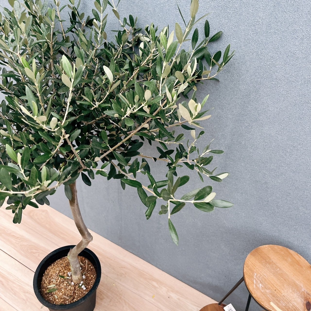 現品］H 創樹 オリーブ ルッカ 8号 観葉植物 大型 屋外 オリーブの木