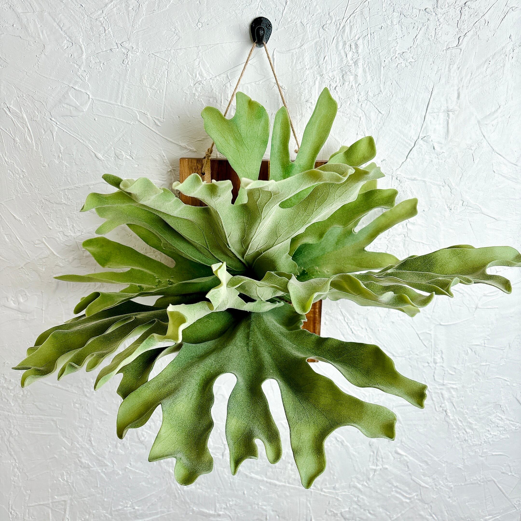 ビカクシダ 緑色の観葉植物 【公式通販】