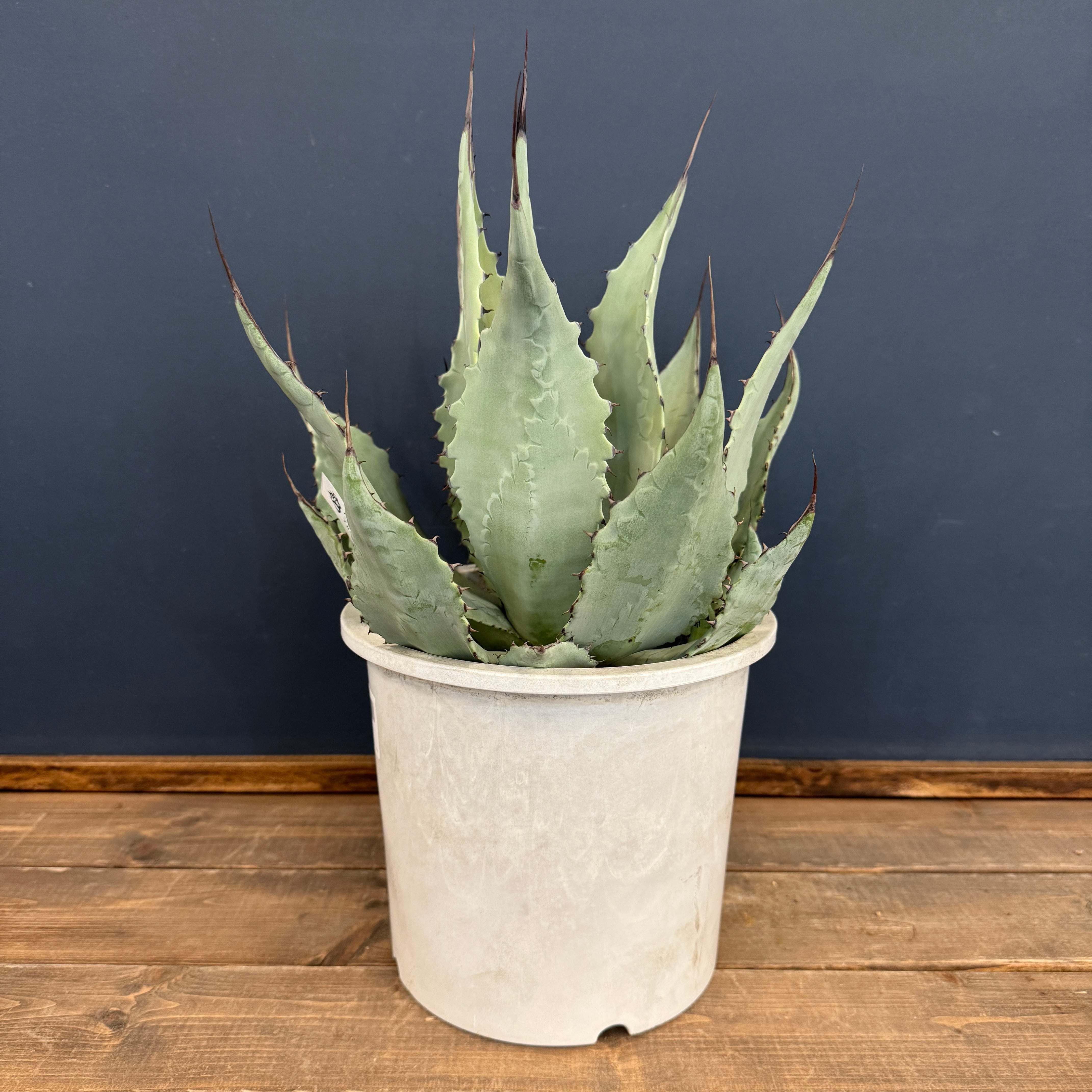 アガベ デュランゲンシス【323】 | PROTOLEAF プロトリーフ