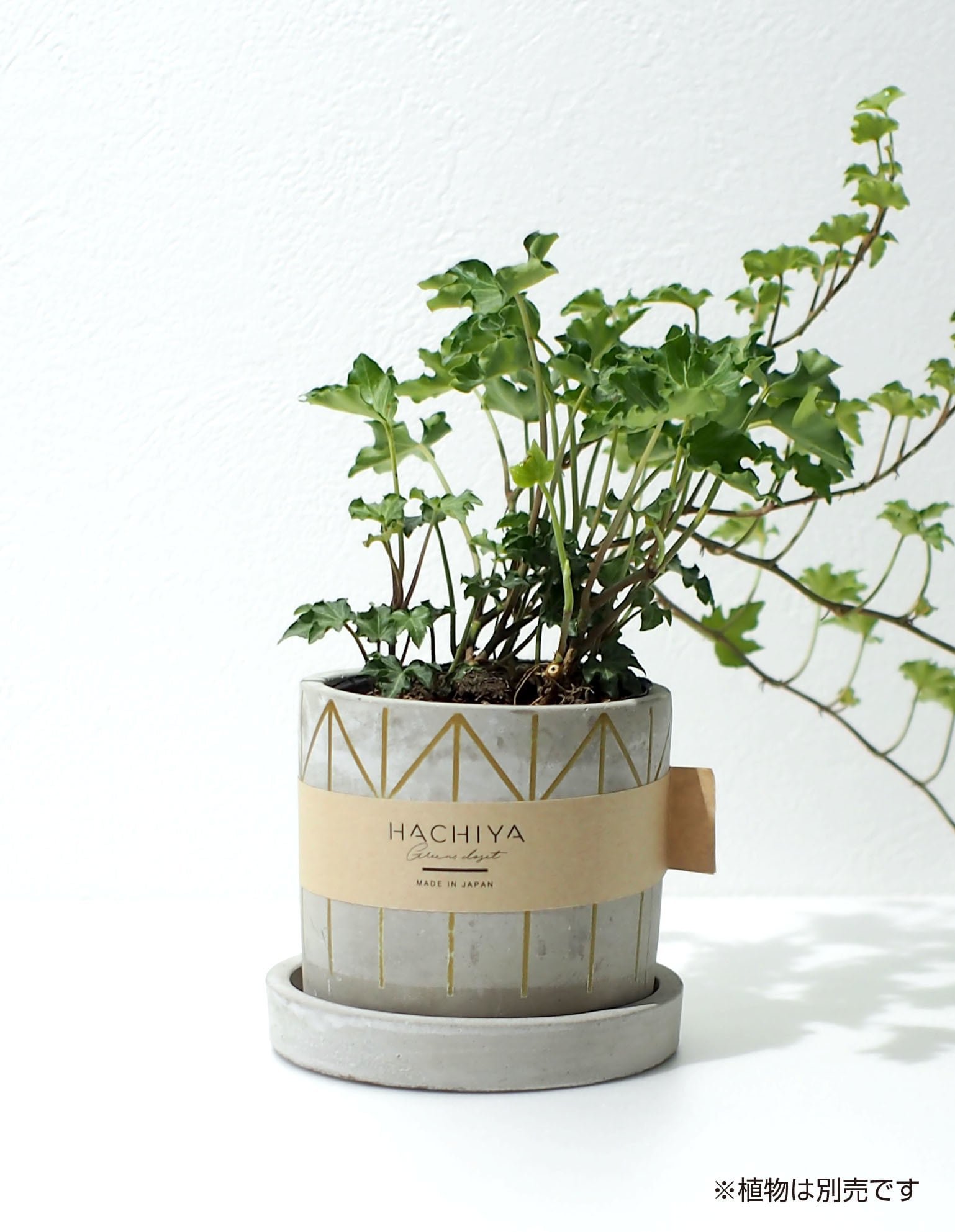 Goldline-Skin ※廃盤品