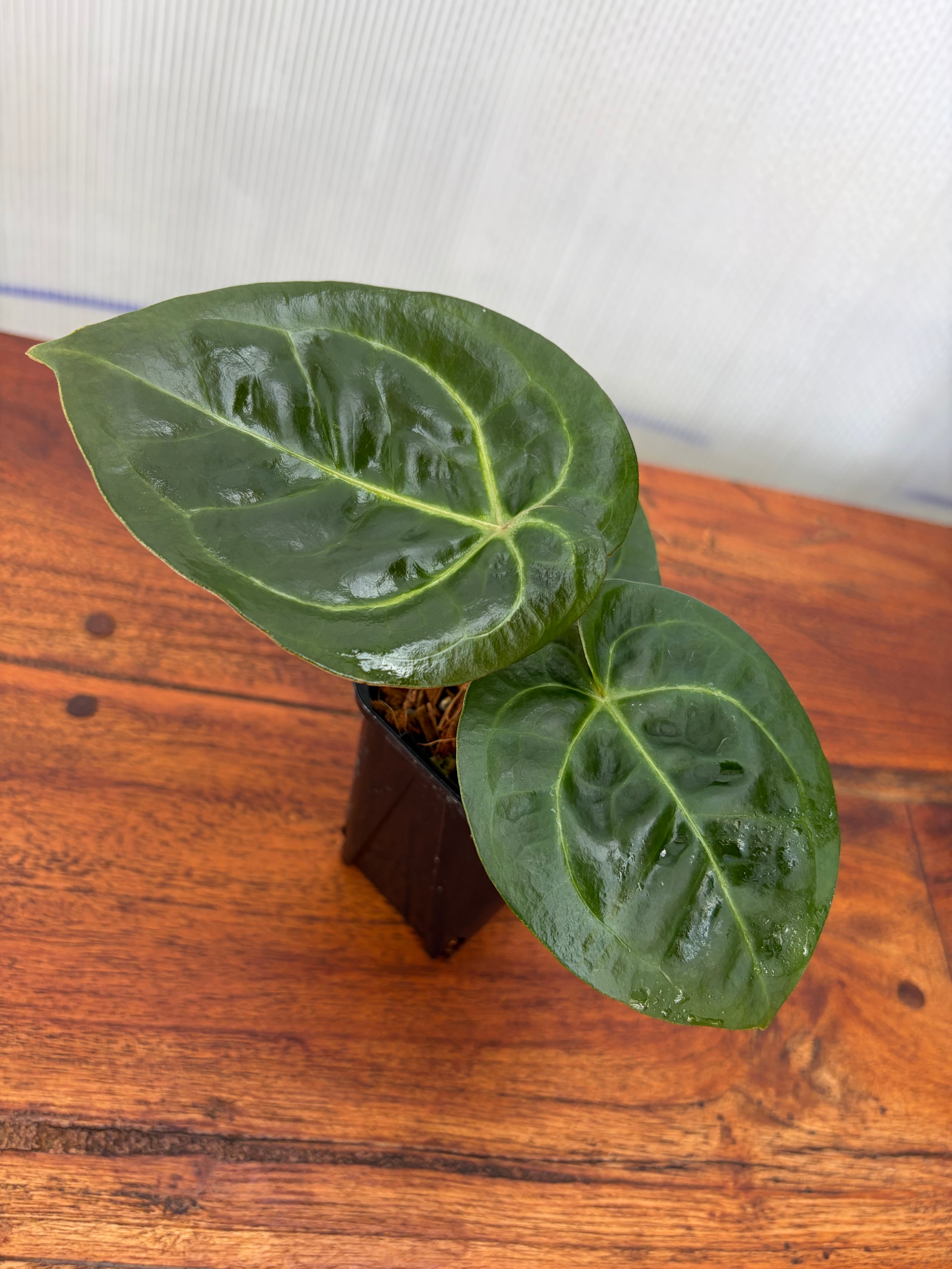 Anthurium | BALI-AN 園芸