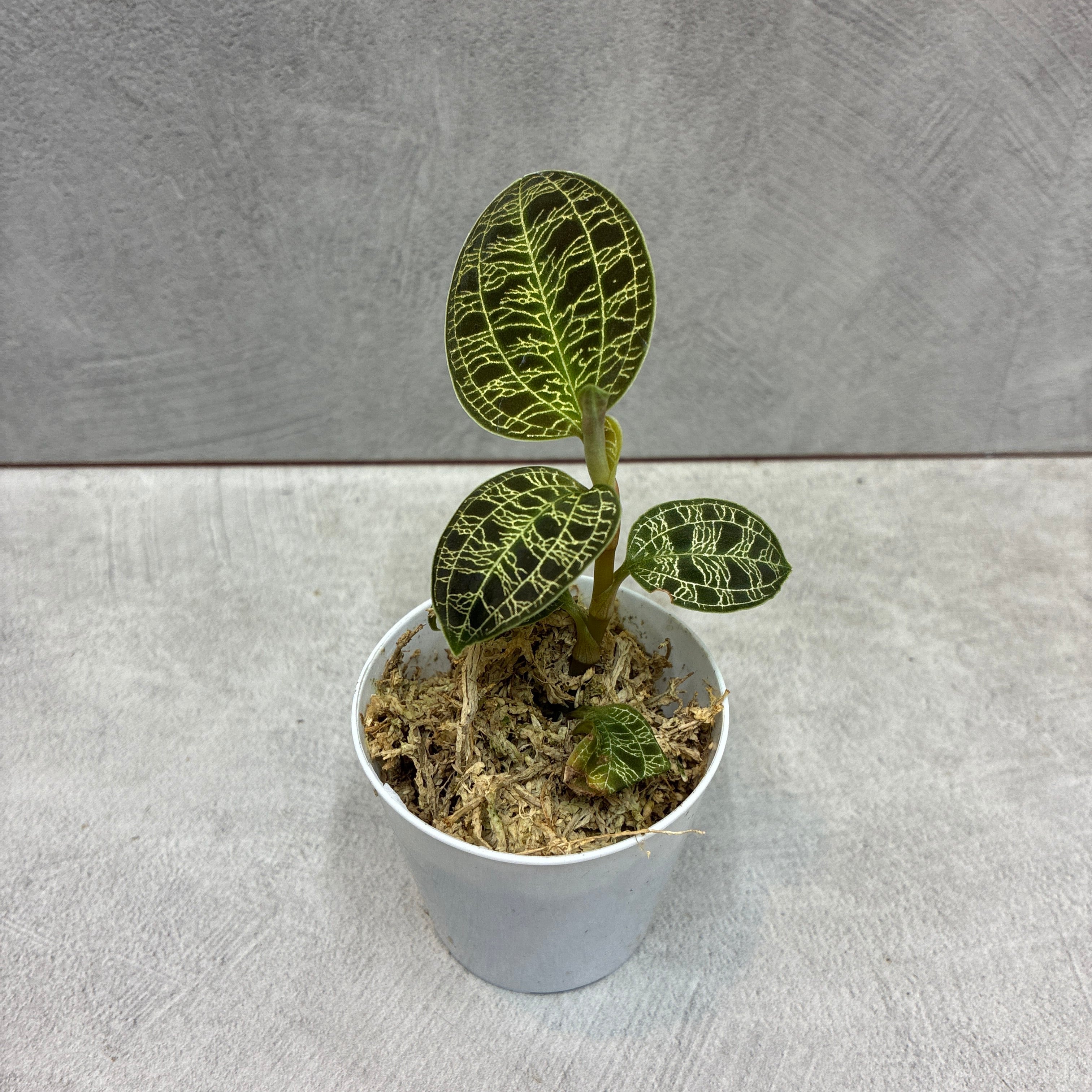 送料無料】シェフレラジェニーネ | 植物と雑貨のお店 Hygge