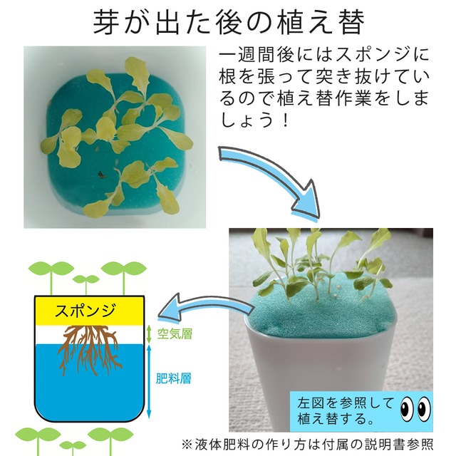 水耕栽培キット イタリアンパセリ かいぬま農園