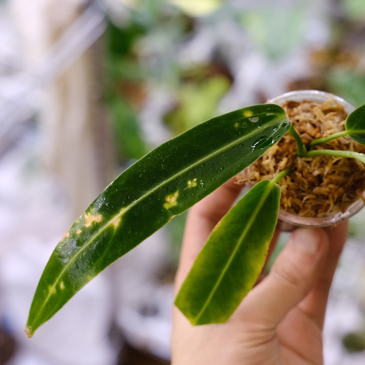 アンスリウム ワロクアーナム / Anthurium Warocqueanum⑭ / 観葉植物<育て方・花言葉>