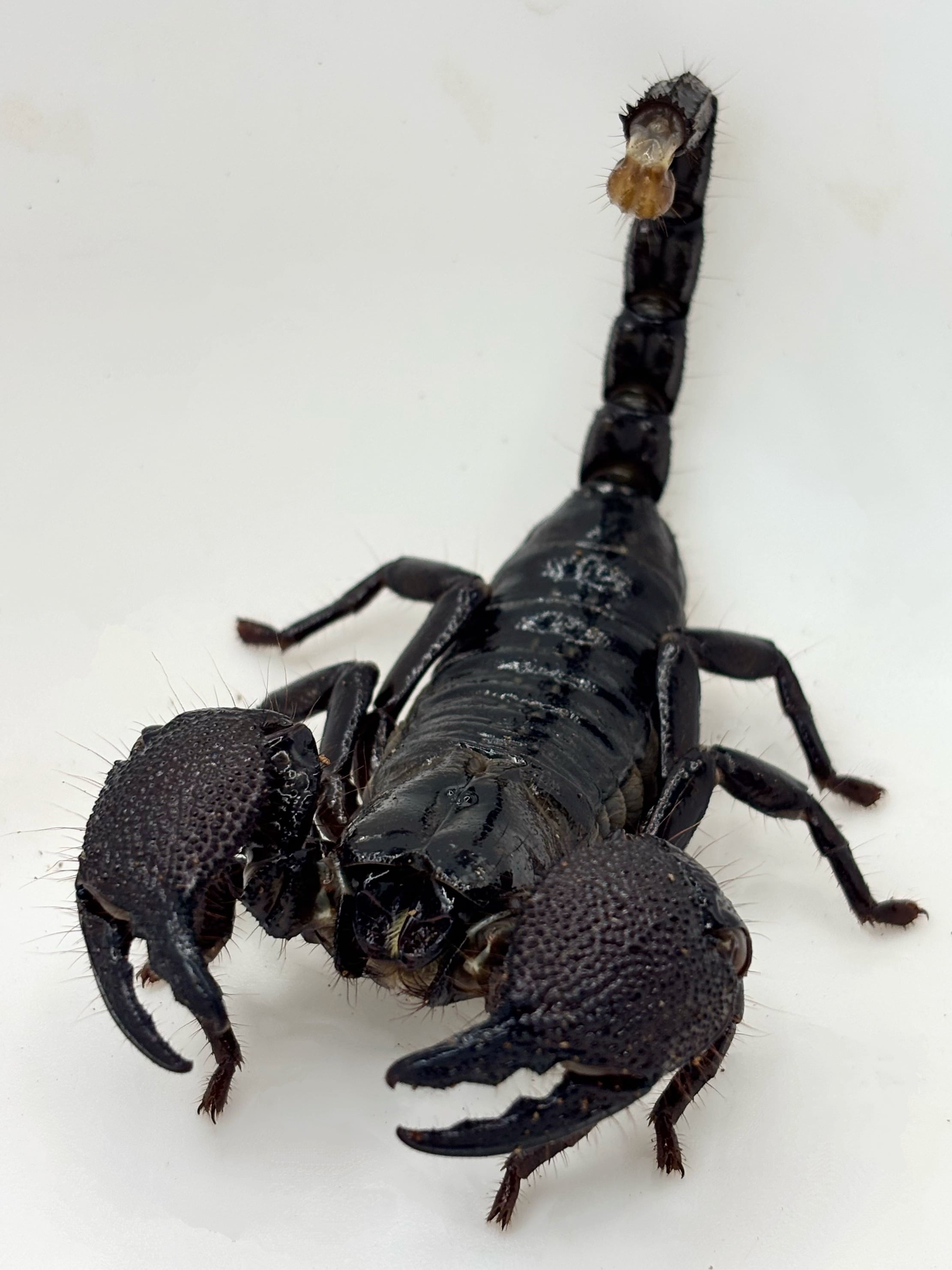 ベトナム産　ヒョウタンゴミムシセット　38-44mm ベトナム産 ヒョウタンゴミムシセット 38-44mm 【公式通販】